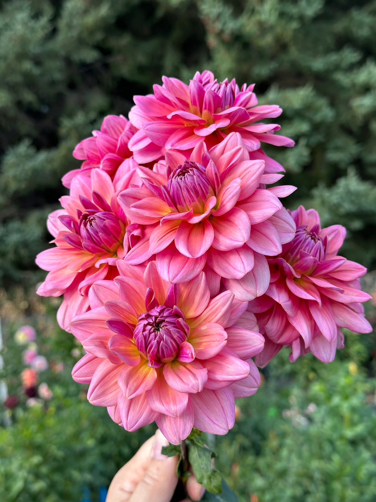 Southern Belle Dahlia Tuber