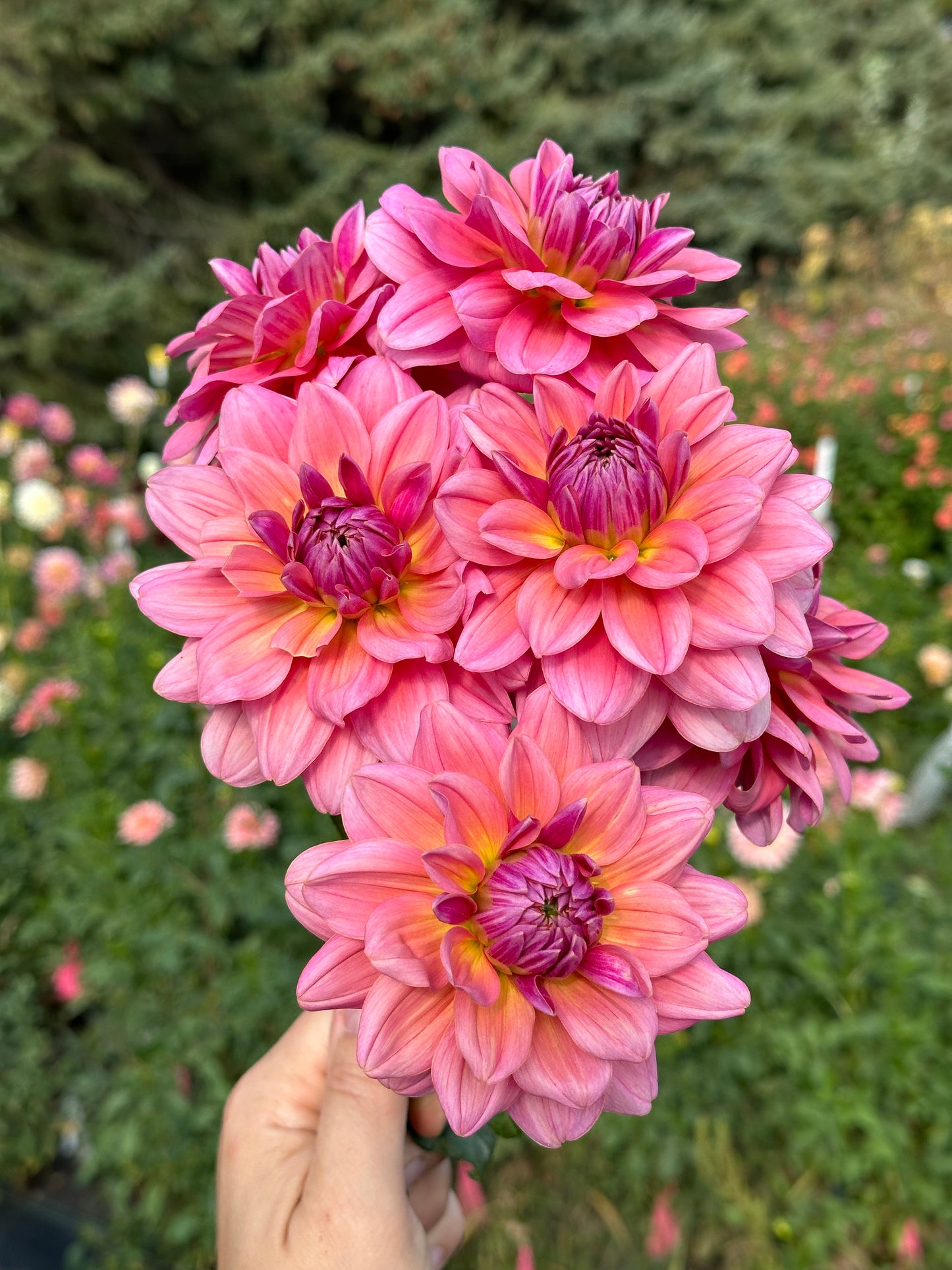 Southern Belle Dahlia Tuber