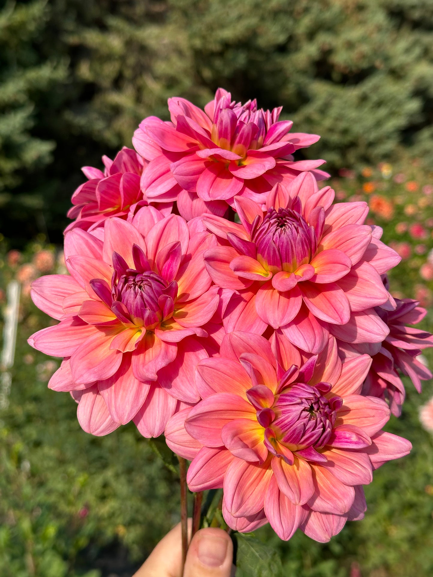 Southern Belle Dahlia Tuber