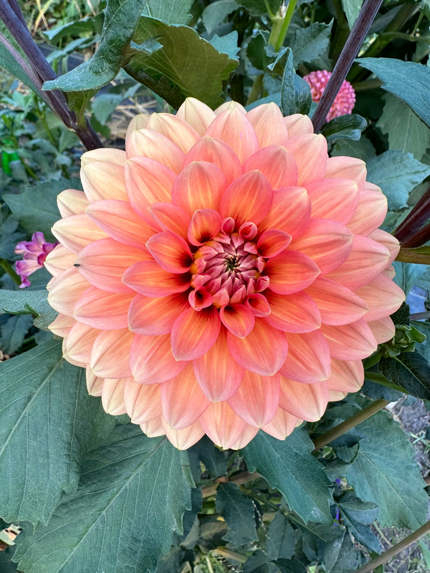 Nicholas Dahlia Tuber