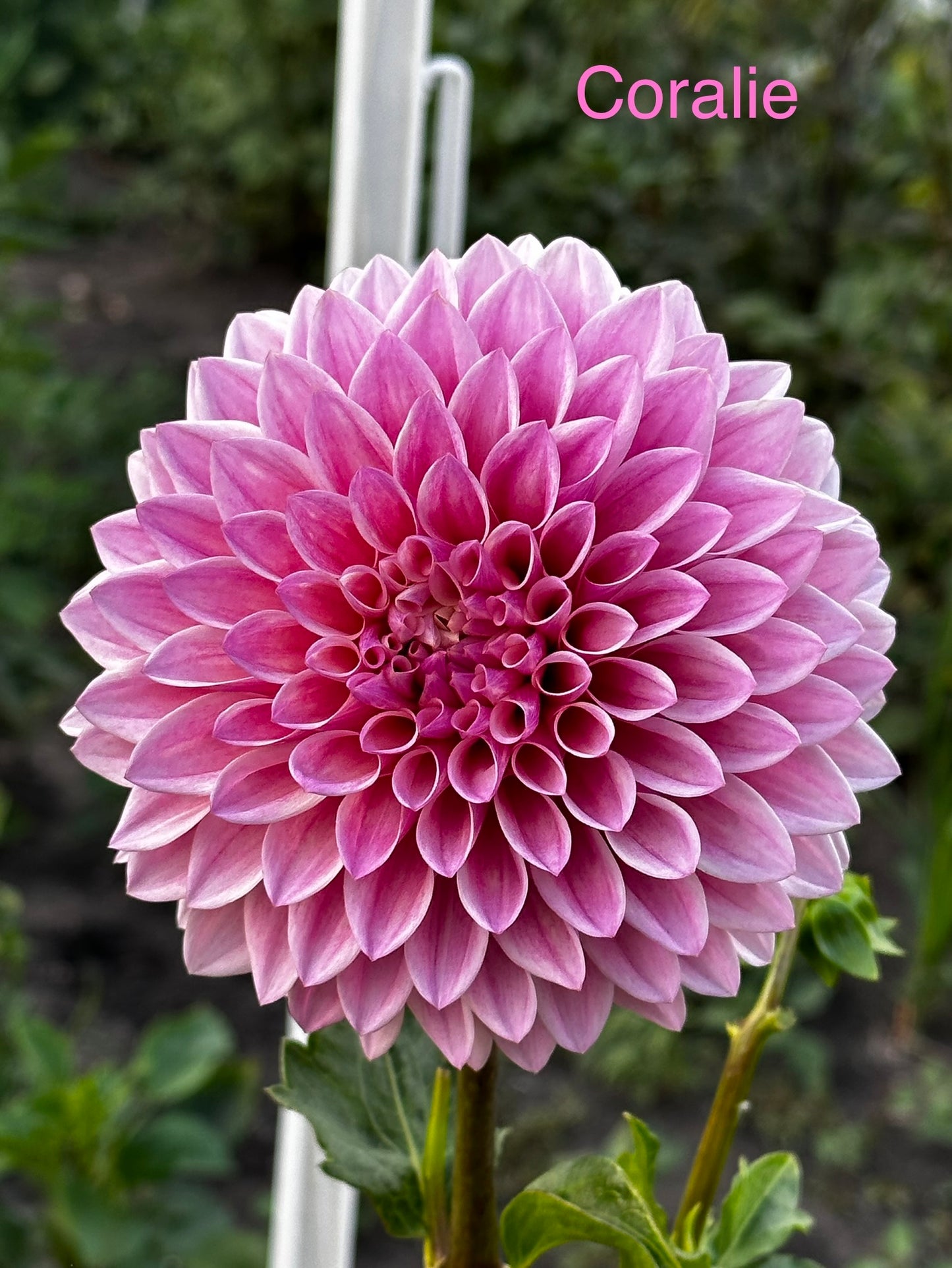 Coralie Dahlia Tuber