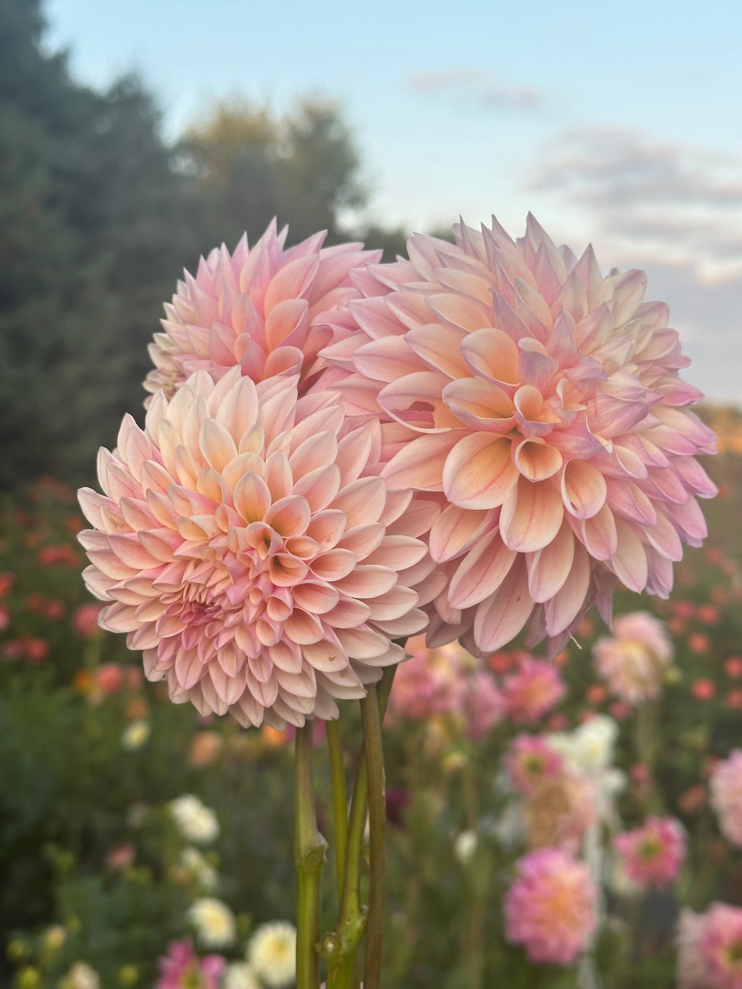 Coralie Dahlia Tuber