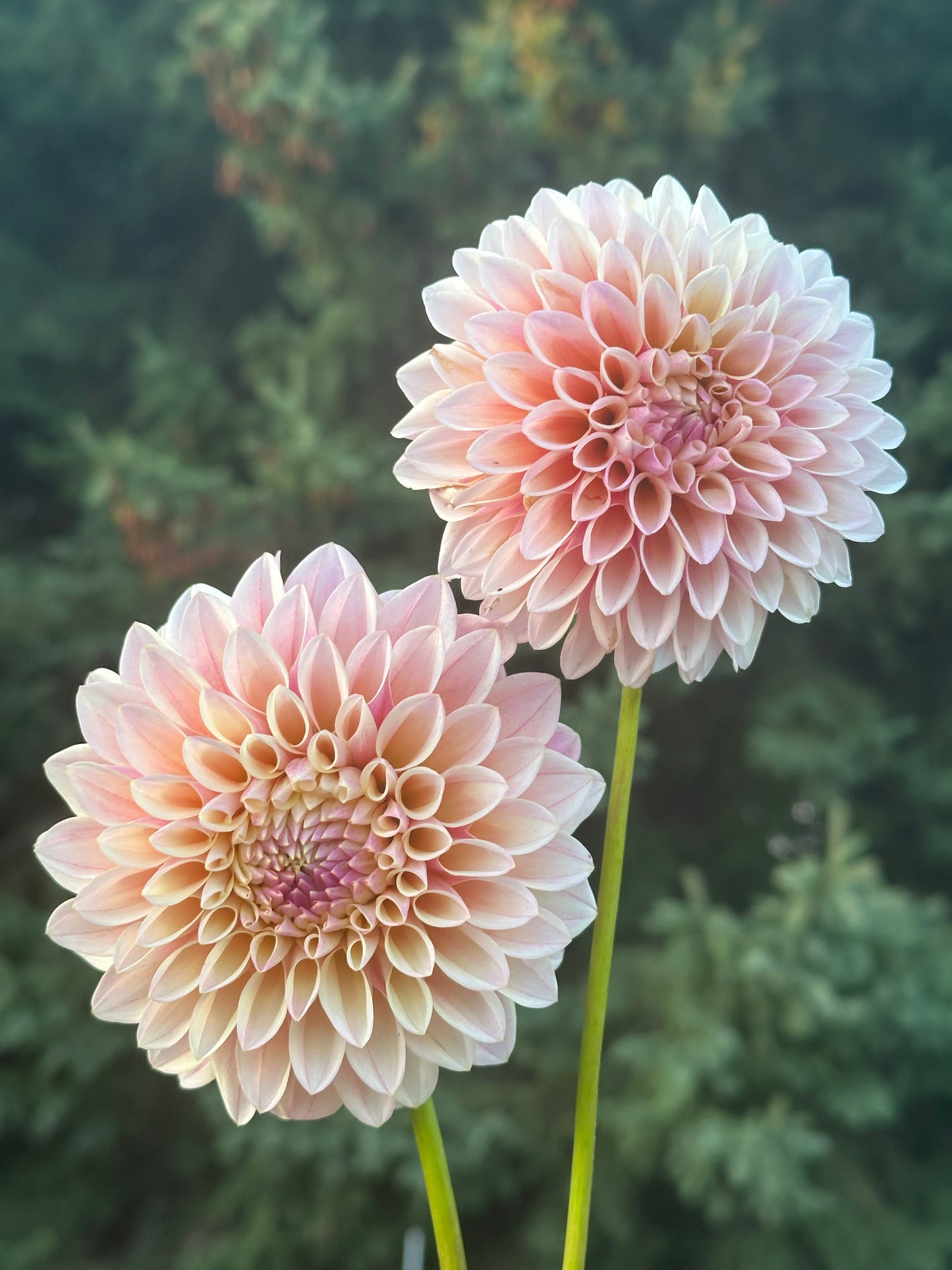 Coralie Dahlia Tuber