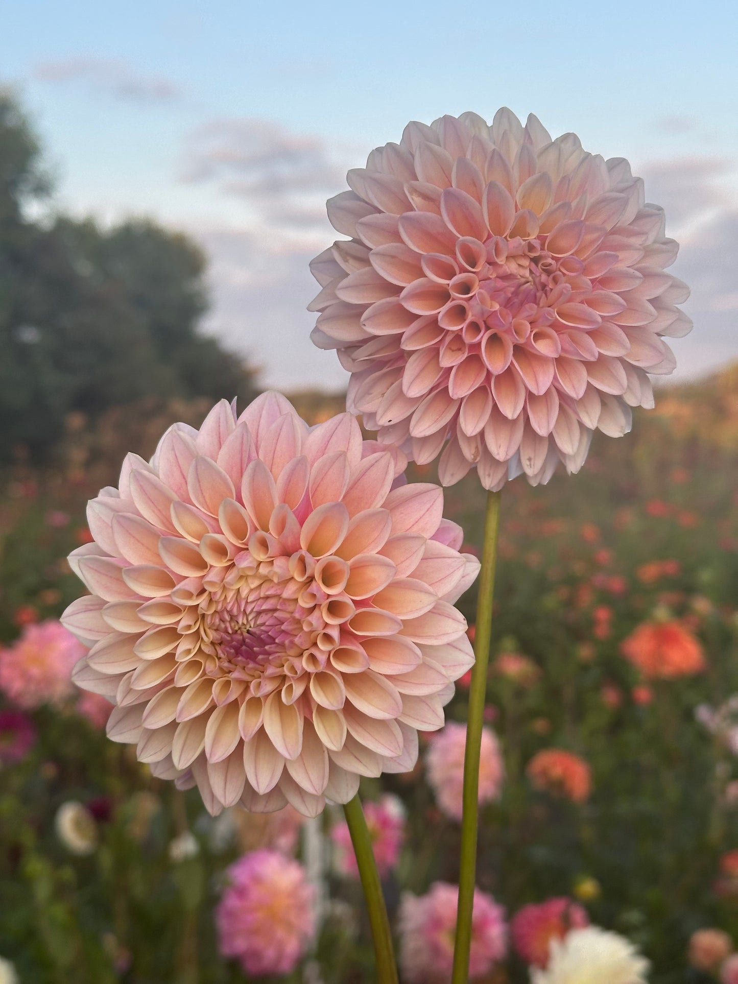 Coralie Dahlia Tuber