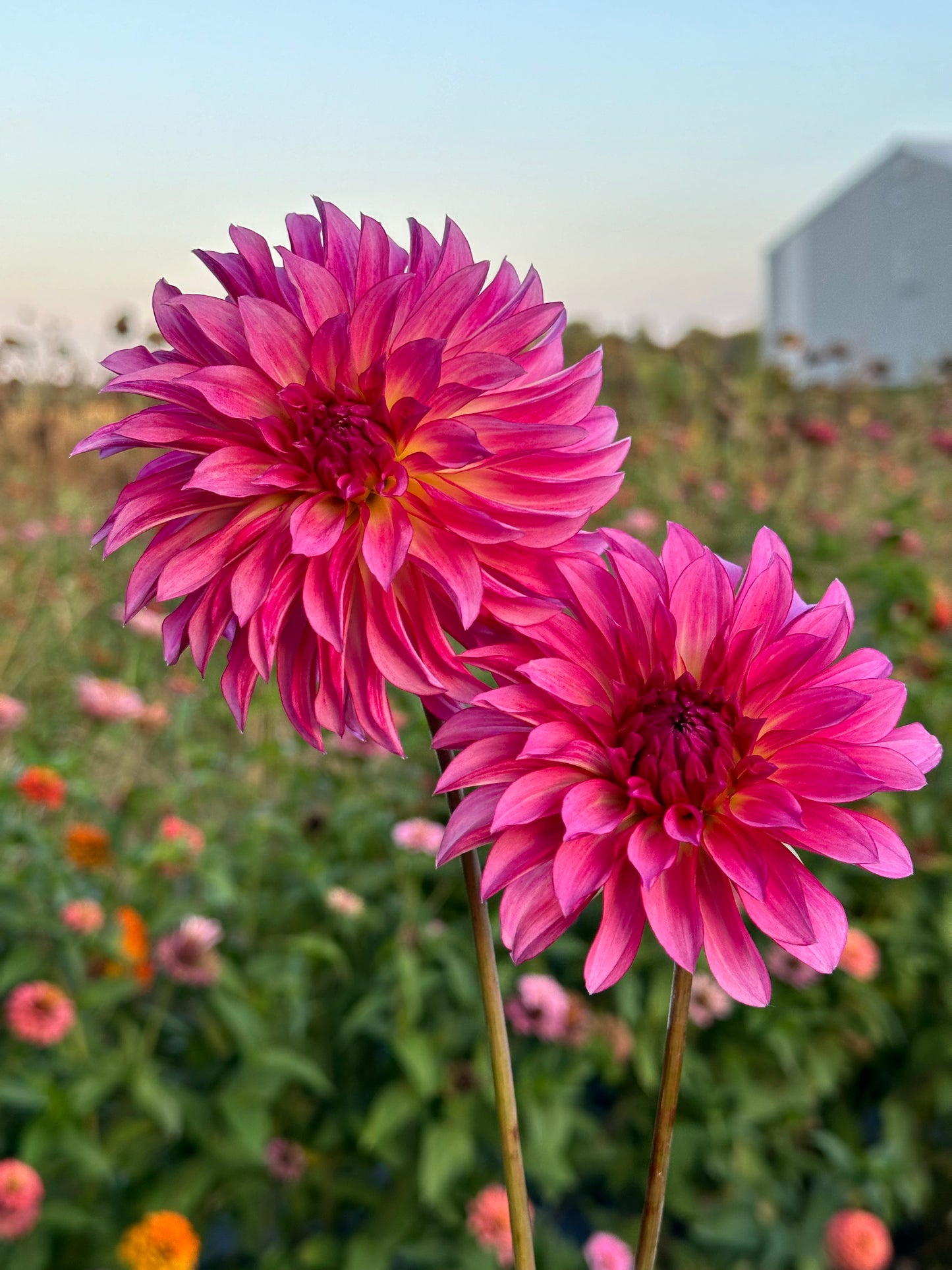 River's Watermelon Dahlia Tuber