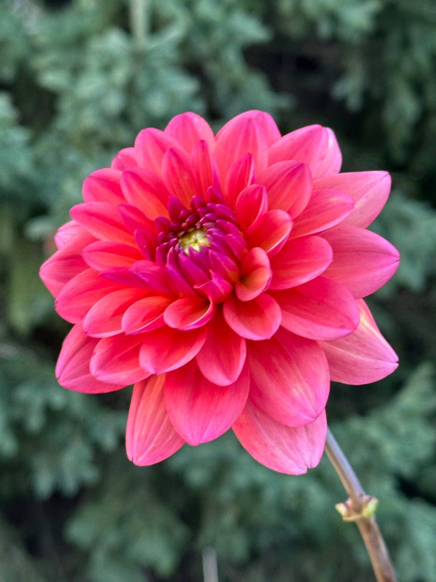 Great Silence Dahlia Tuber