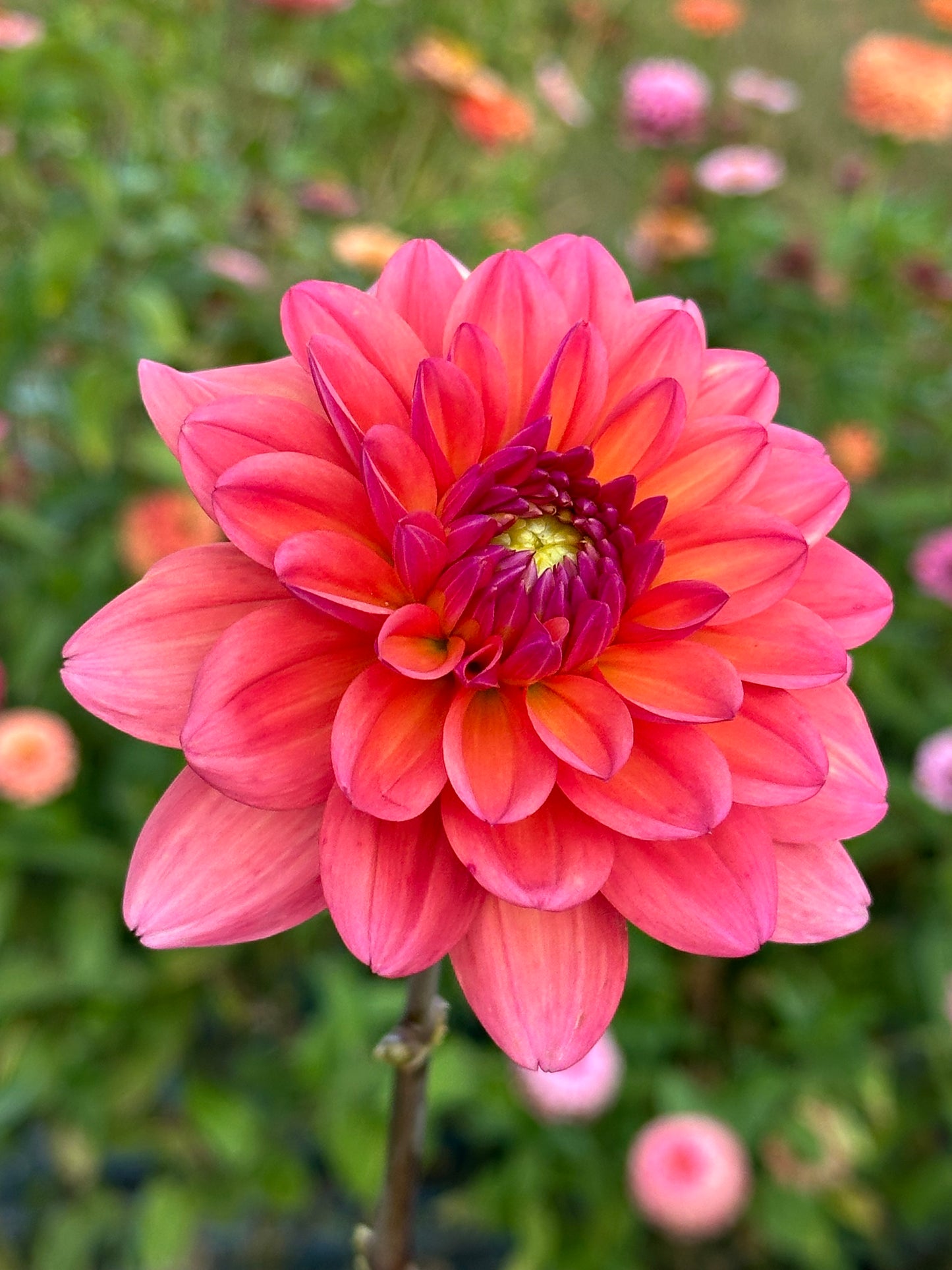 Great Silence Dahlia Tuber