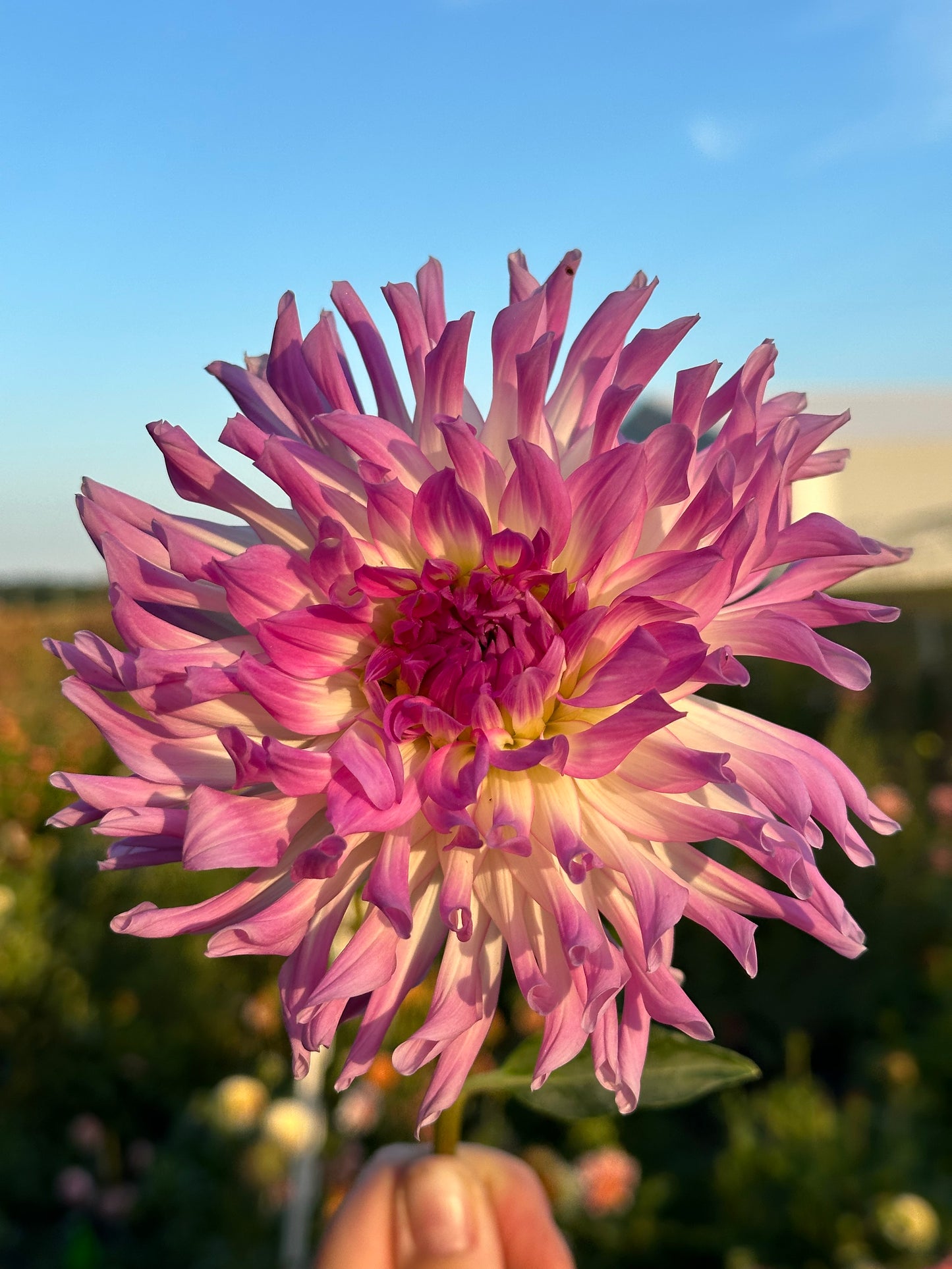 Bold Accent Dahlia