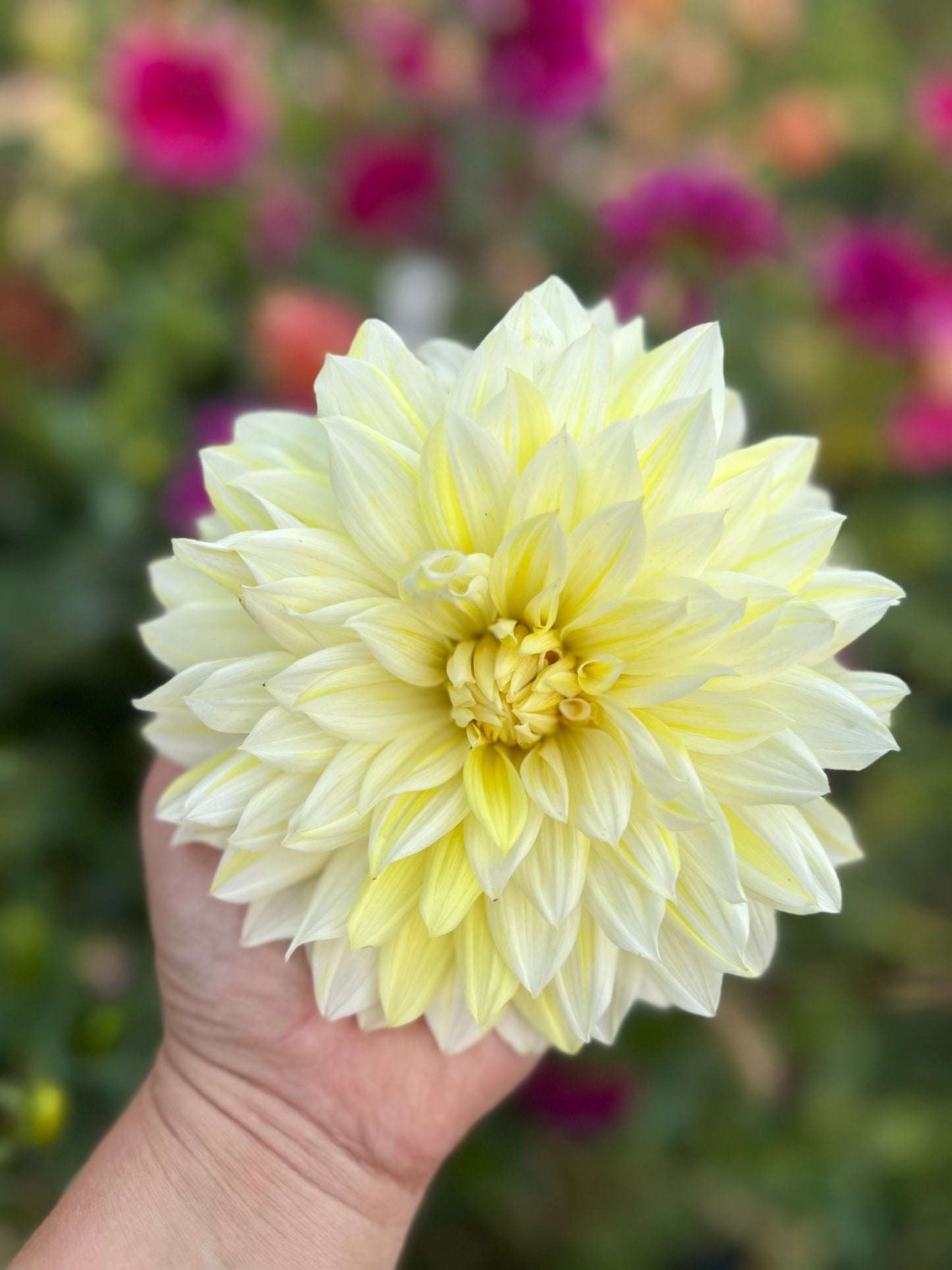 La Luna Dahlia Tuber