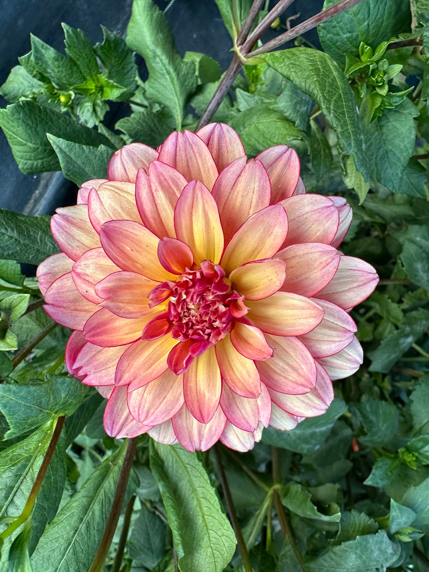 Rawhide Dahlia Tuber