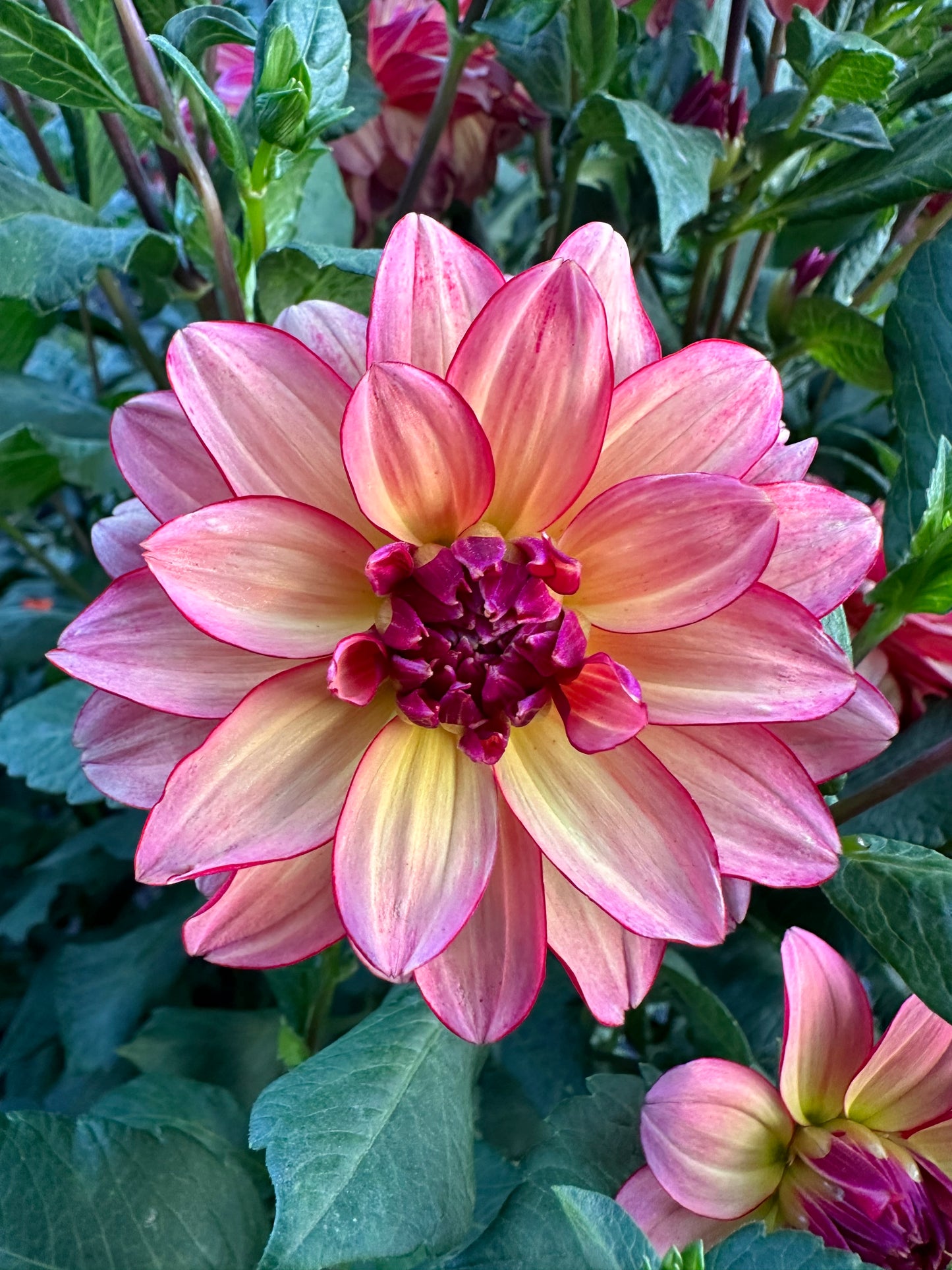 Rawhide Dahlia Tuber