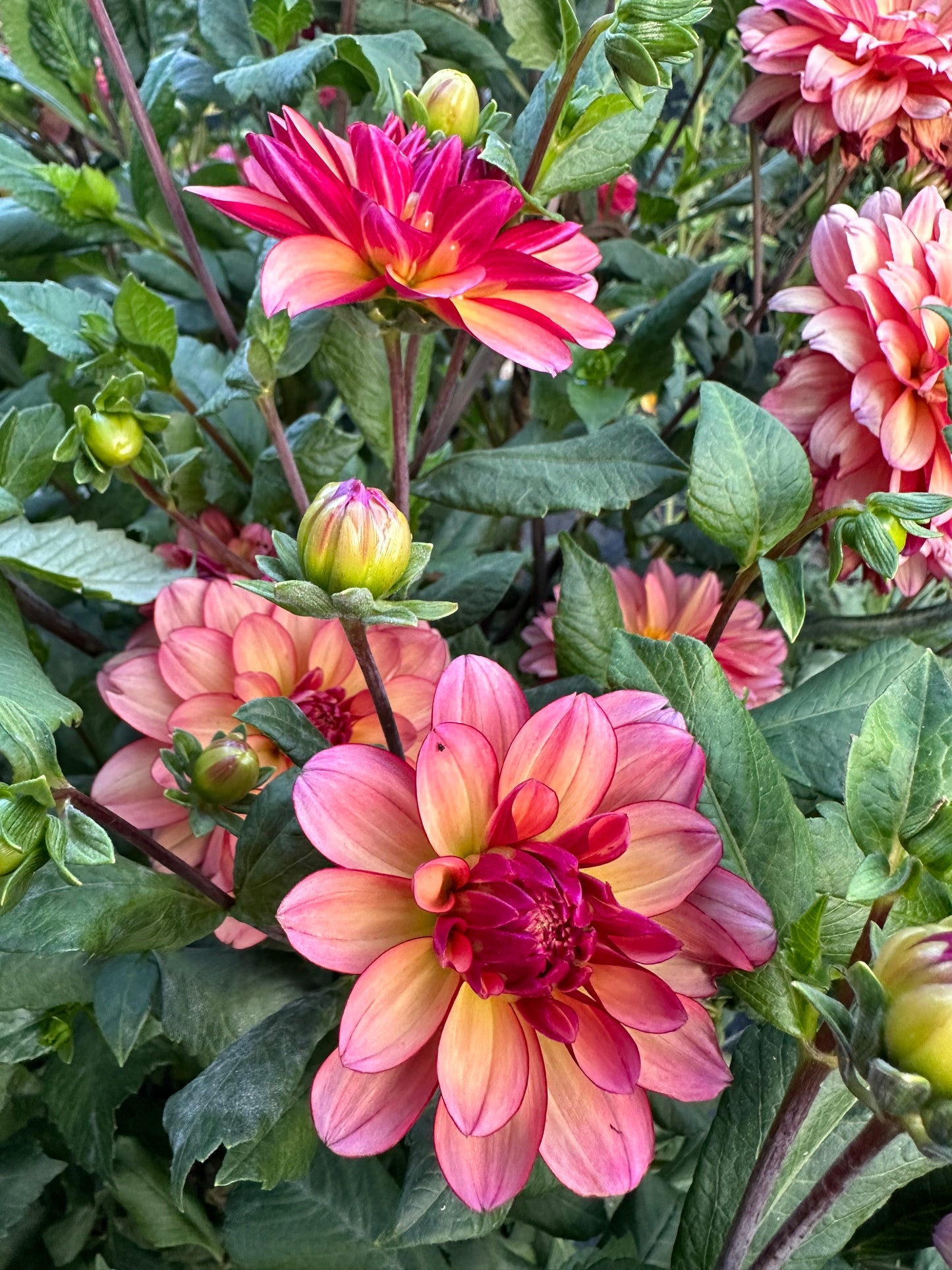 Rawhide Dahlia Tuber