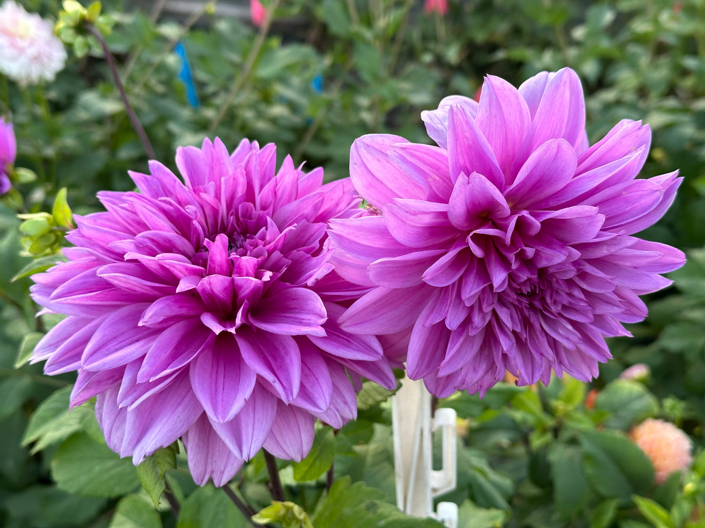 Lilac Time Dahlia Tuber
