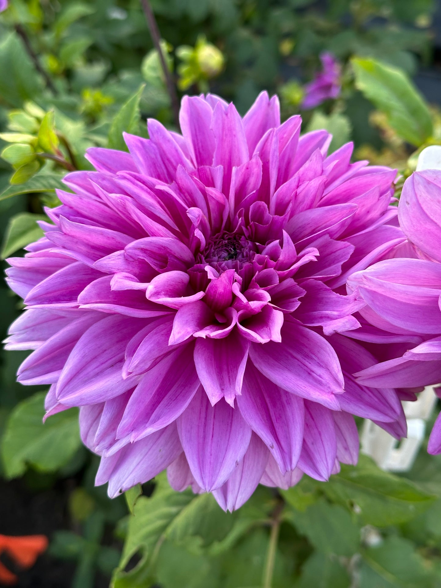 Lilac Time Dahlia Tuber