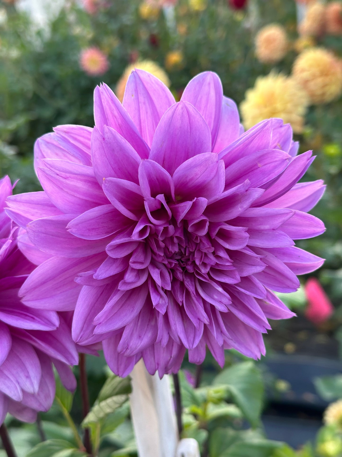 Lilac Time Dahlia Tuber