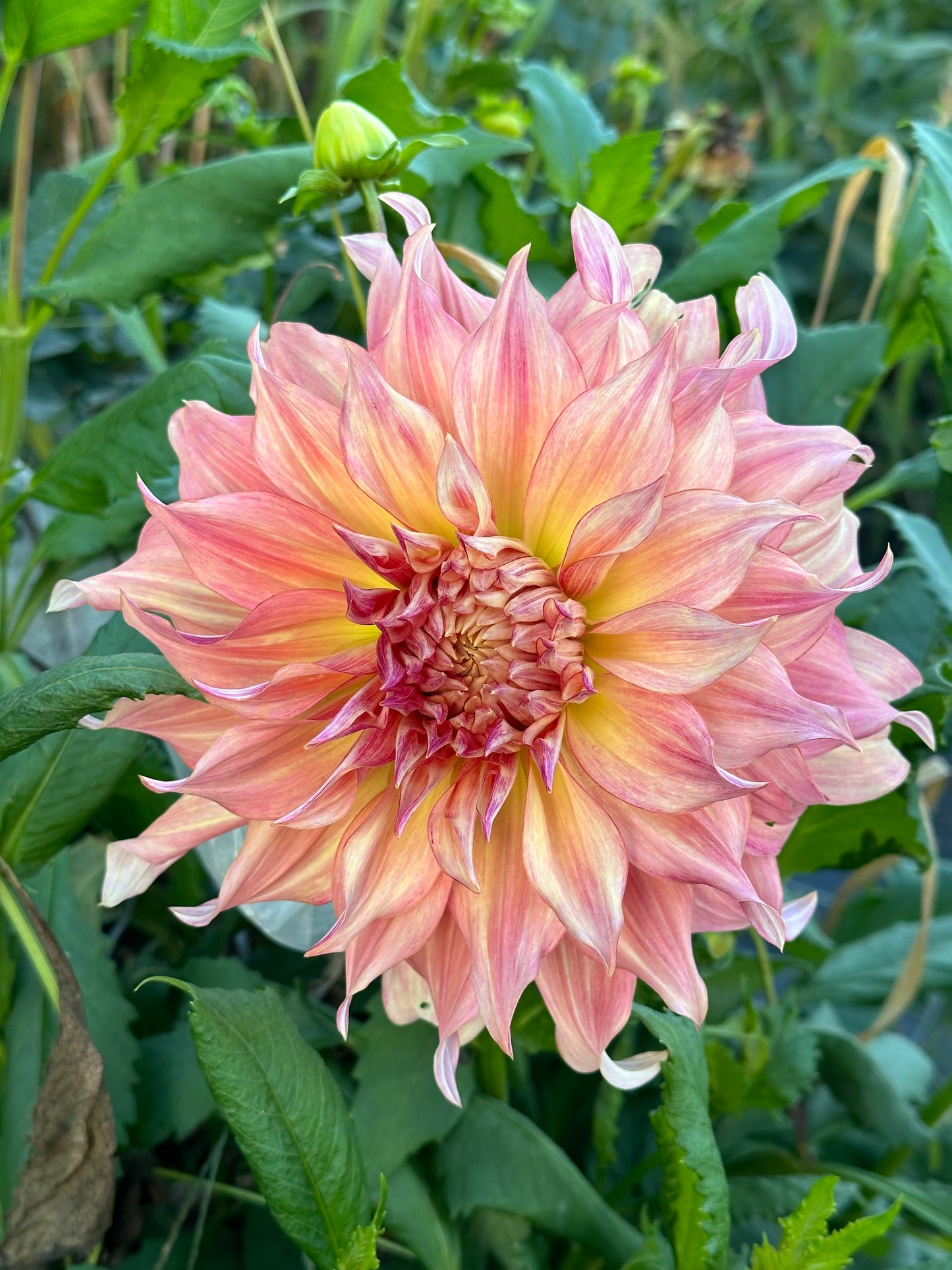 Penhill Watermelon Dahlia Tuber