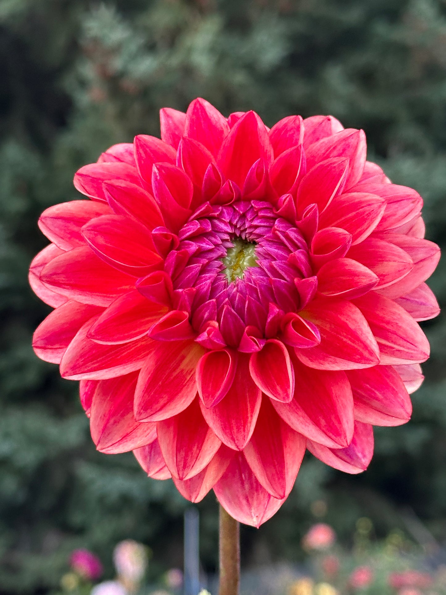All That Jazz Dahlia Tuber