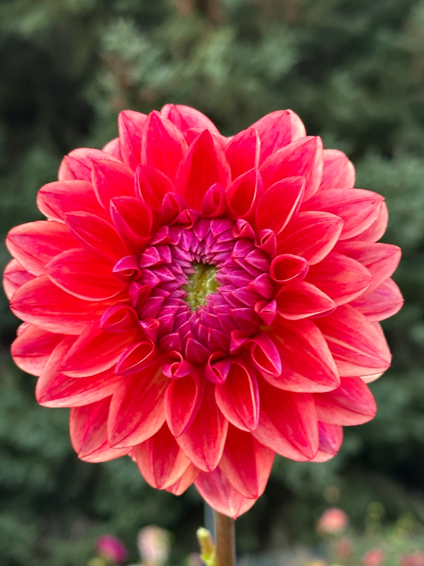 All That Jazz Dahlia Tuber