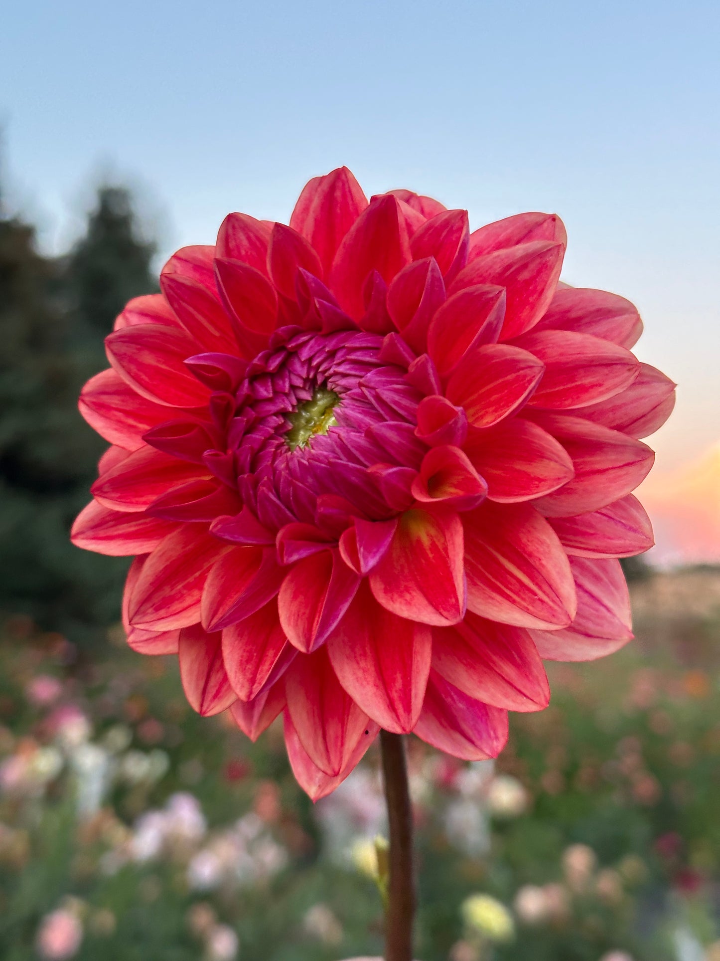 All That Jazz Dahlia Tuber