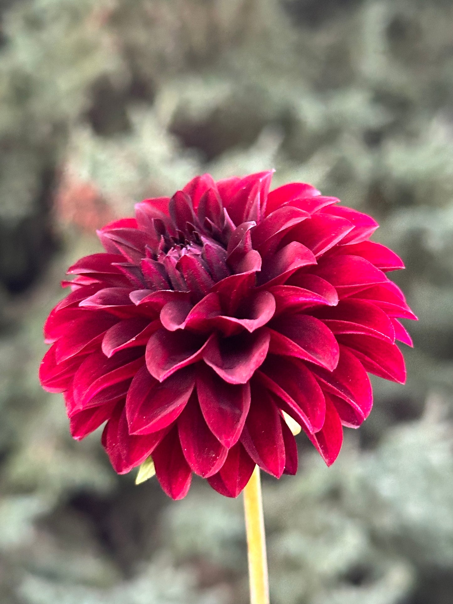 Black Satin Dahlia Tuber