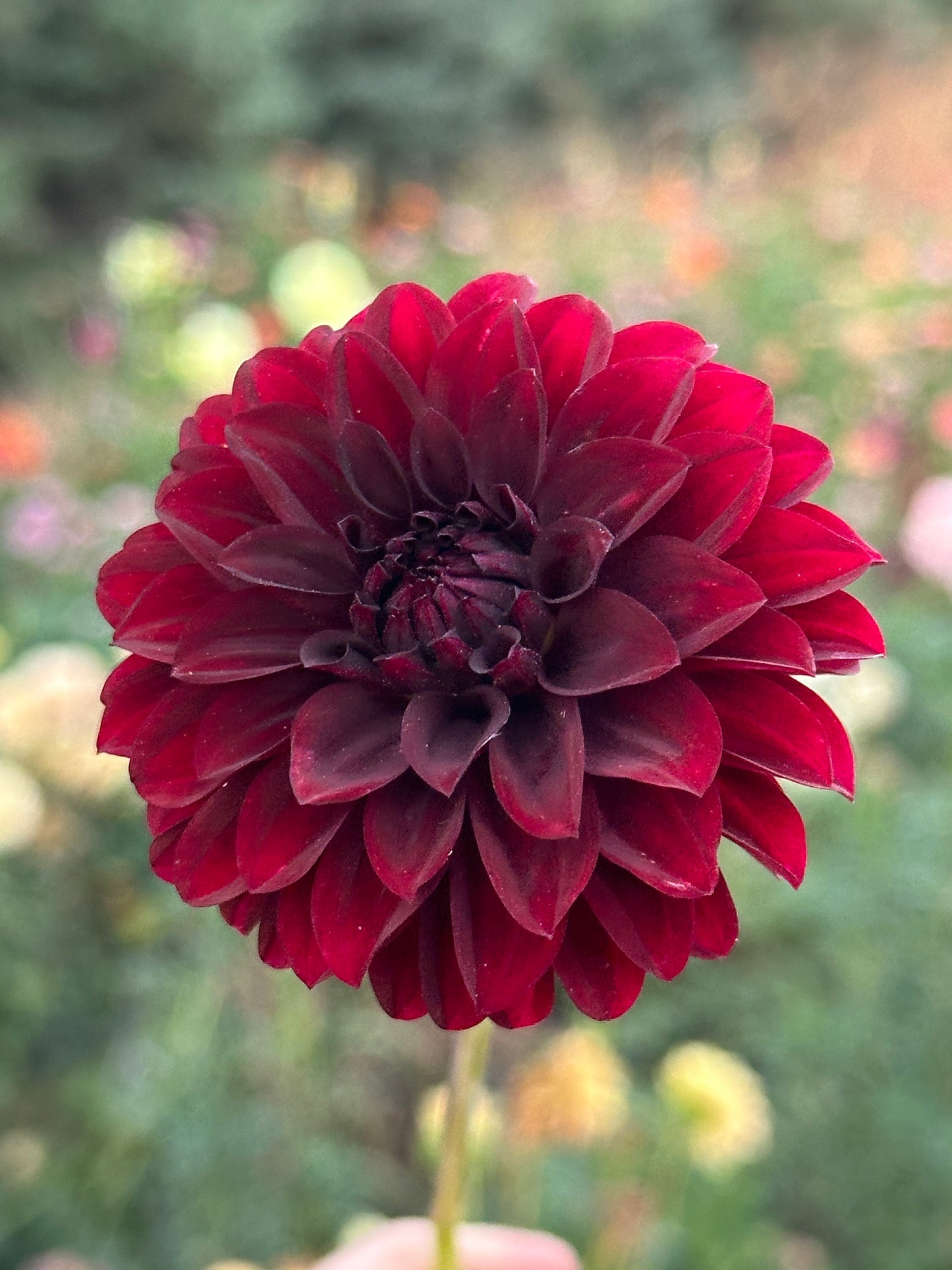 Black Satin Dahlia Tuber