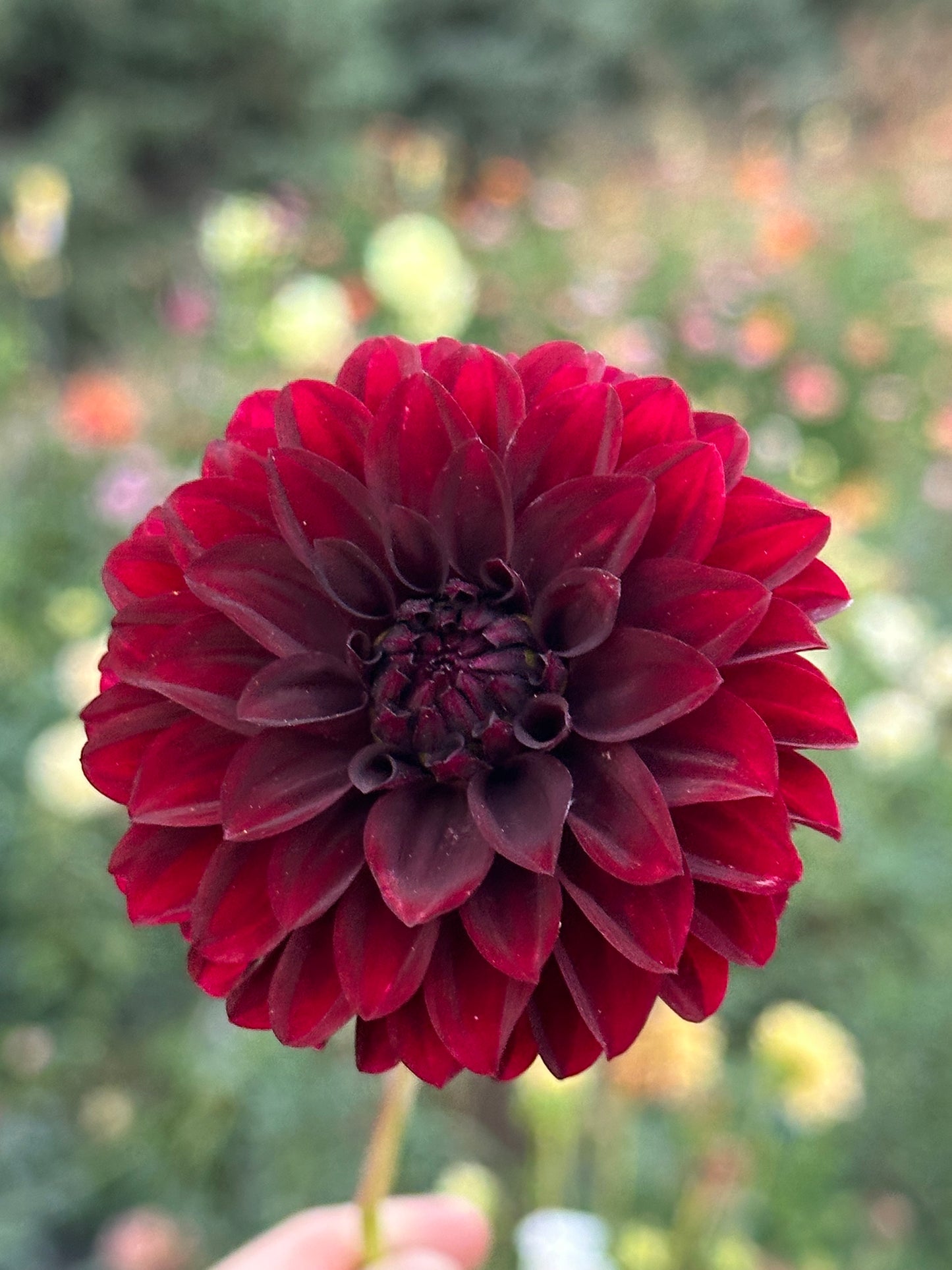 Black Satin Dahlia Tuber