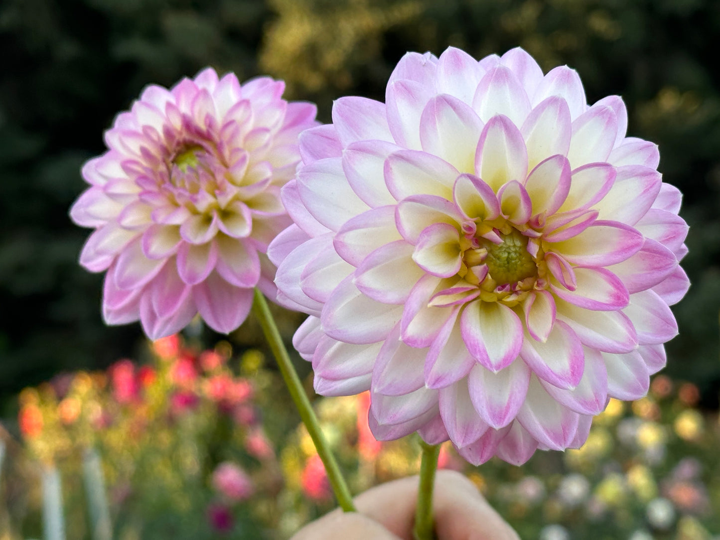 Arbatax Dahlia Tuber