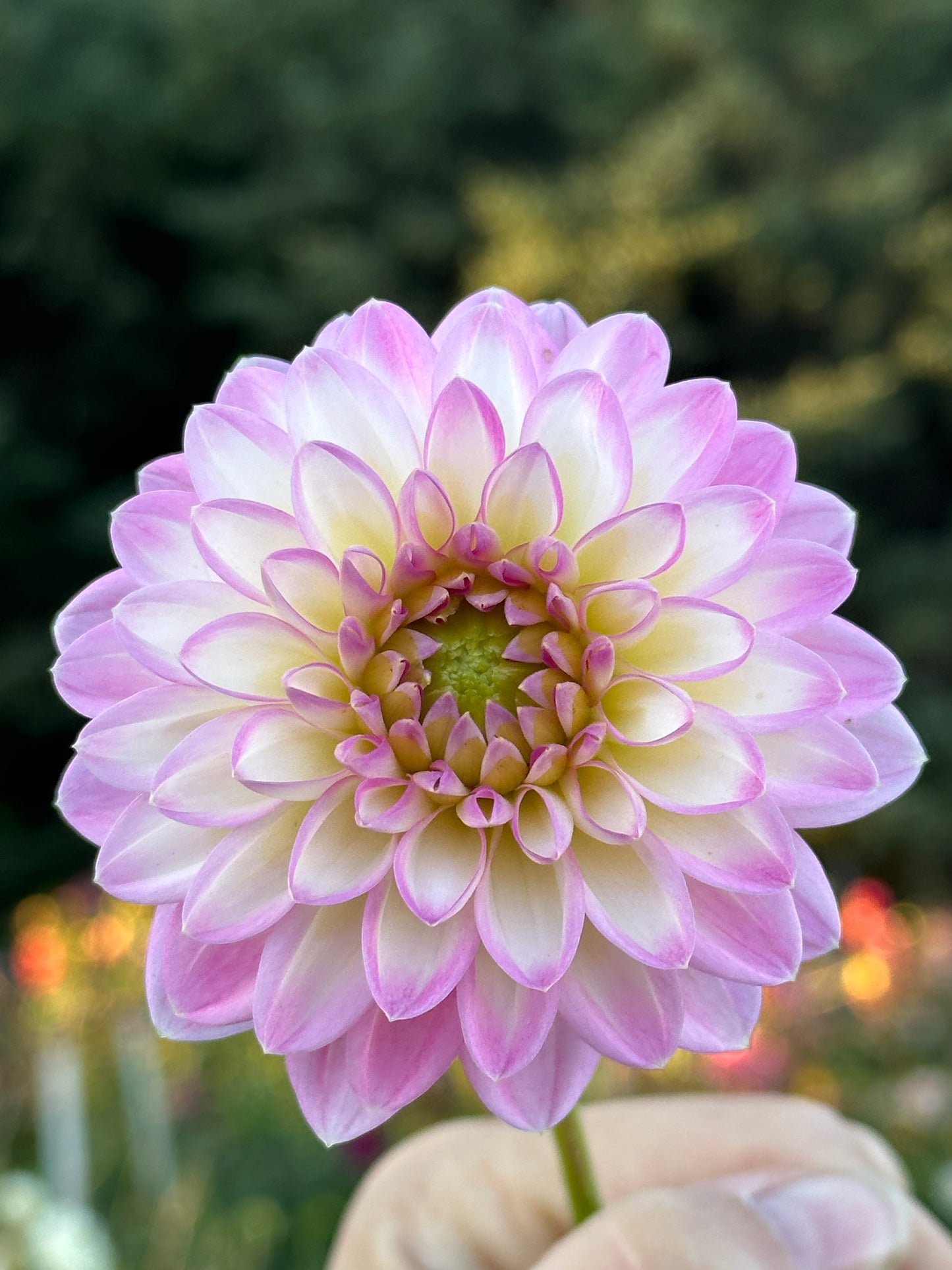 Arbatax Dahlia Tuber