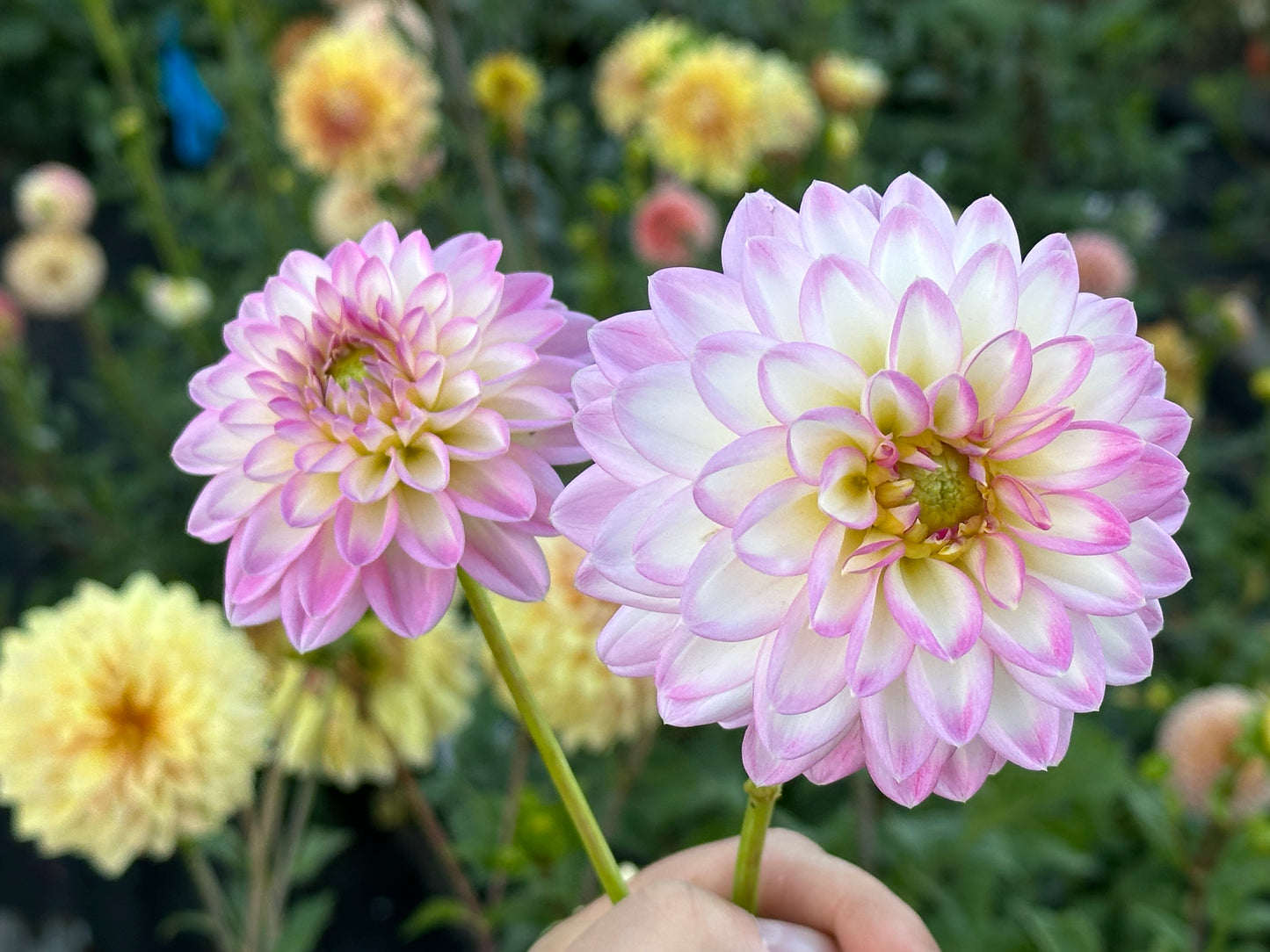 Arbatax Dahlia Tuber