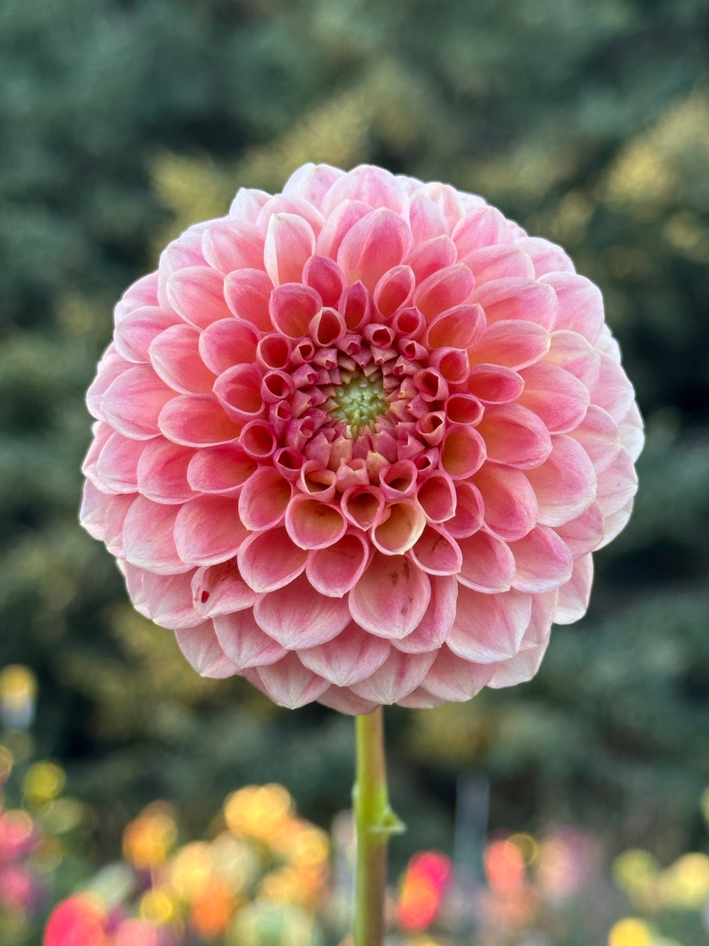 Sun Spot Dahlia Tuber