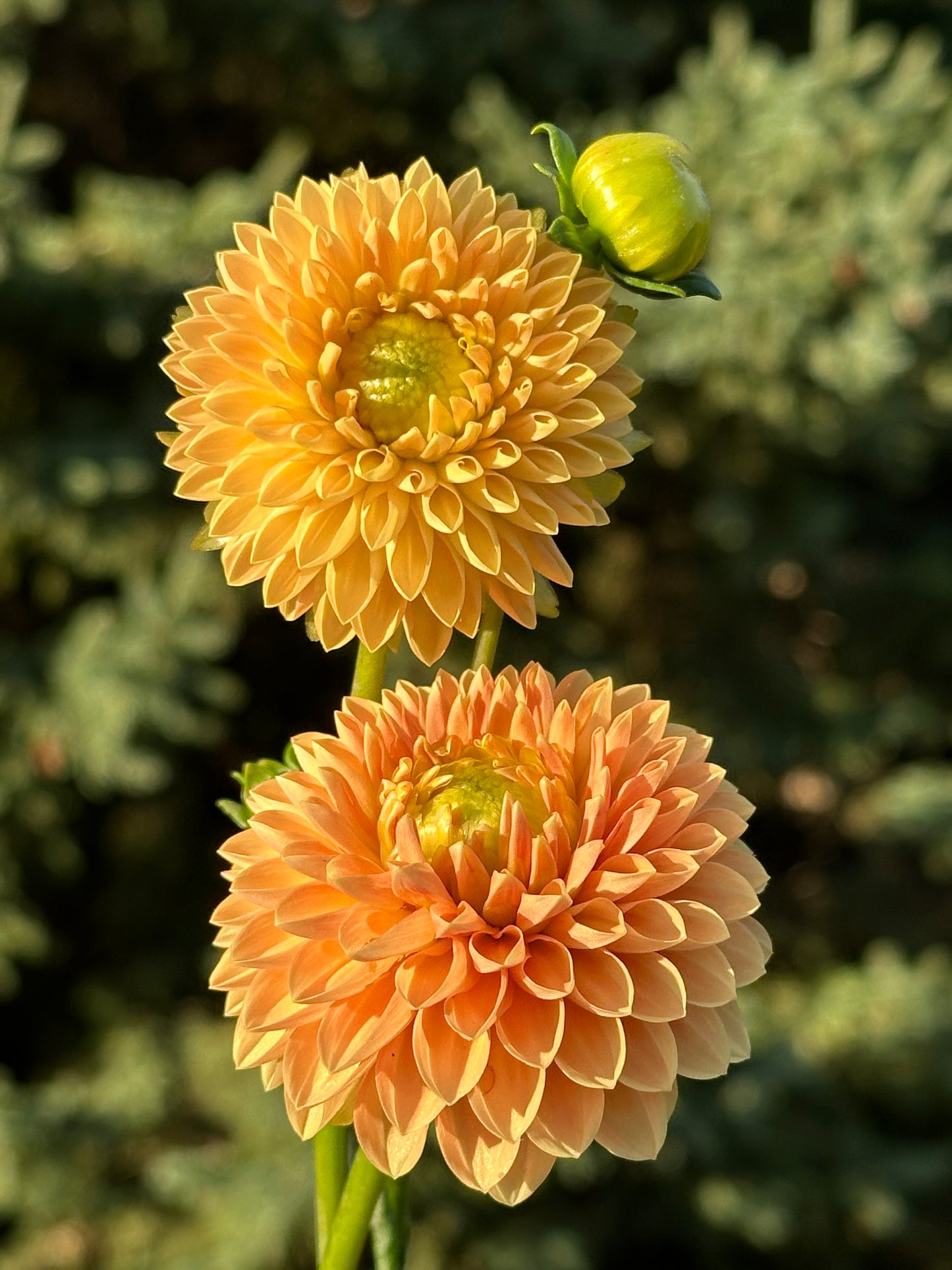 Beatrice Dahlia Tuber