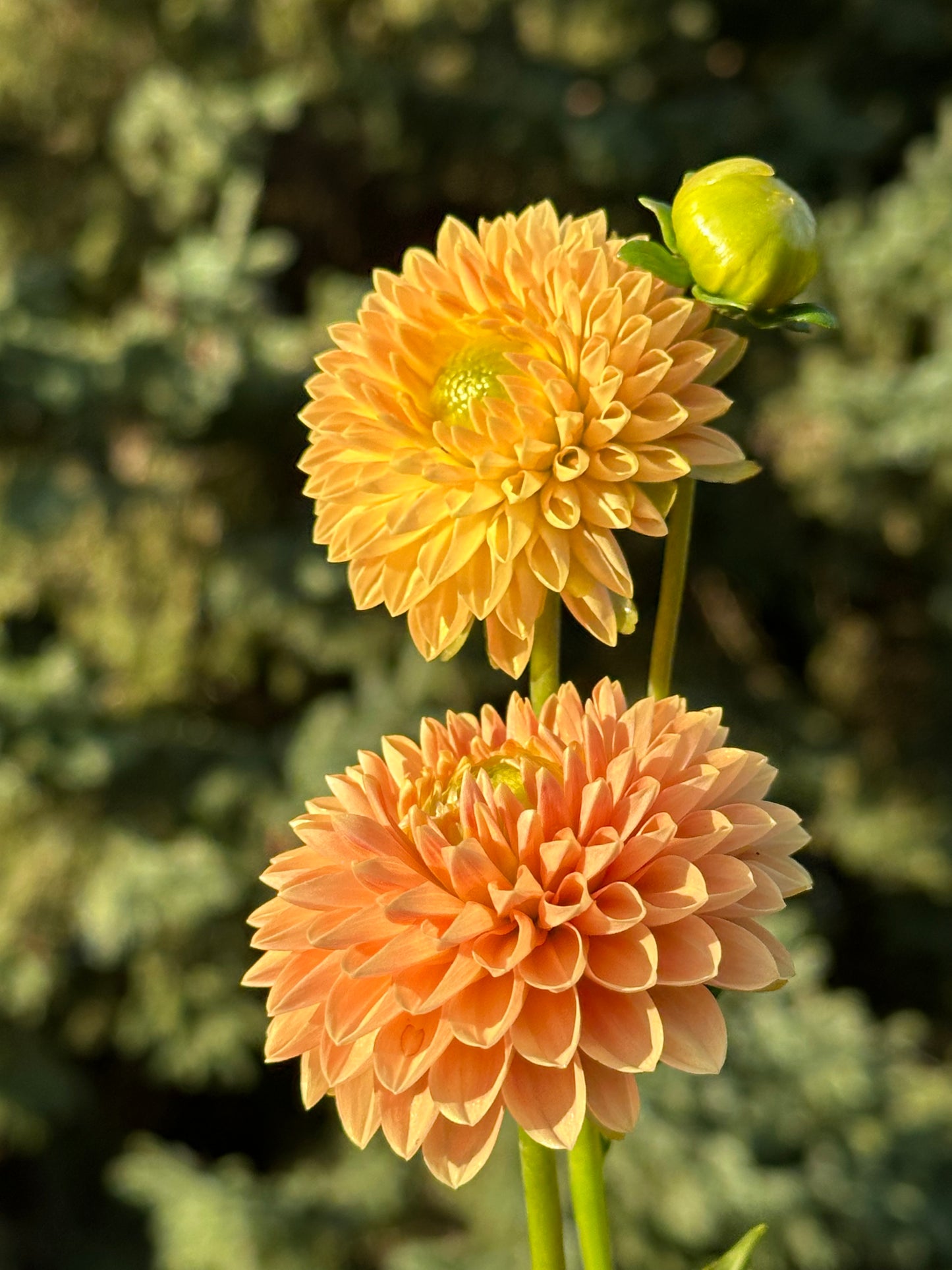 Beatrice Dahlia Tuber