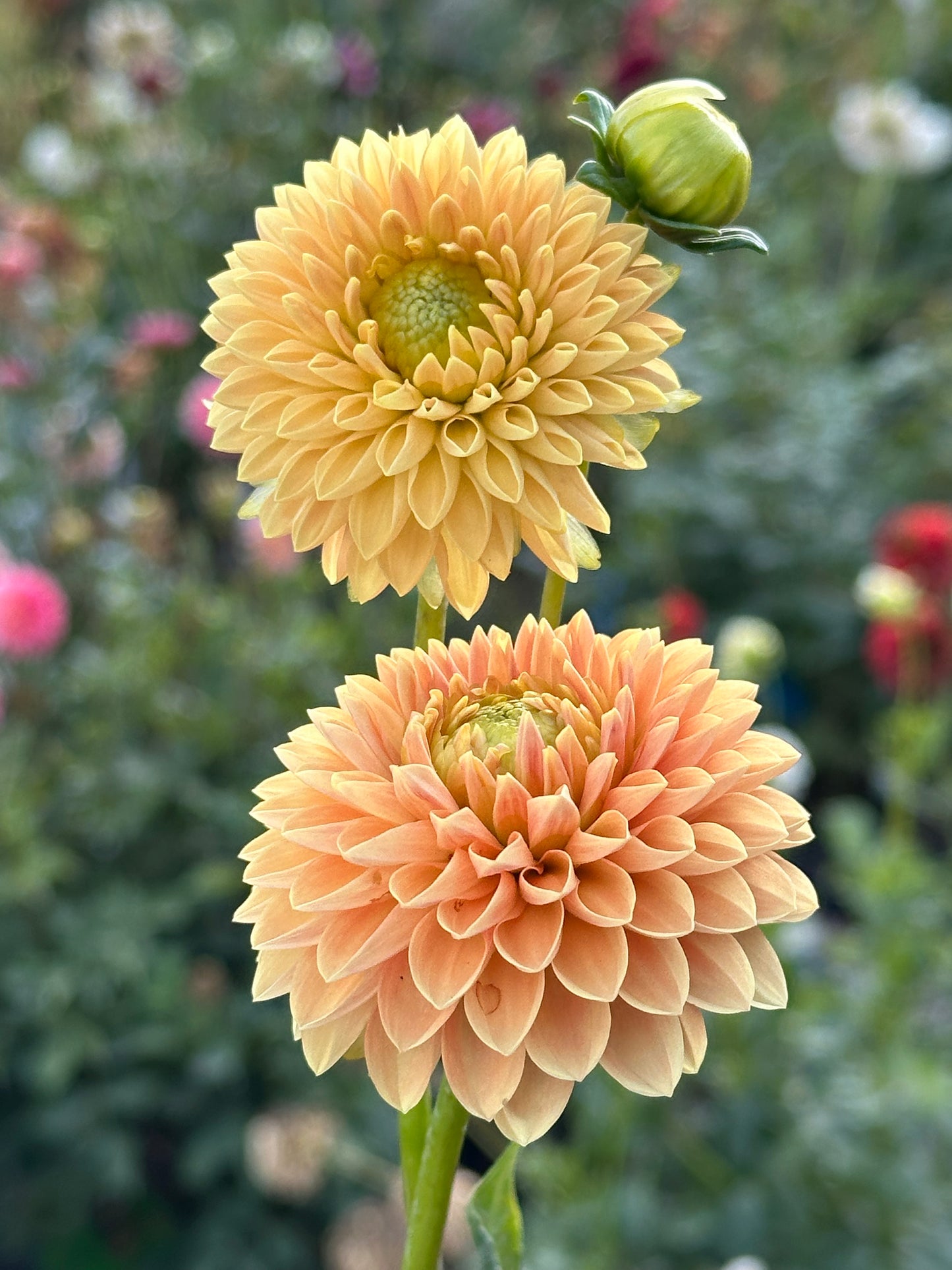 Beatrice Dahlia Tuber