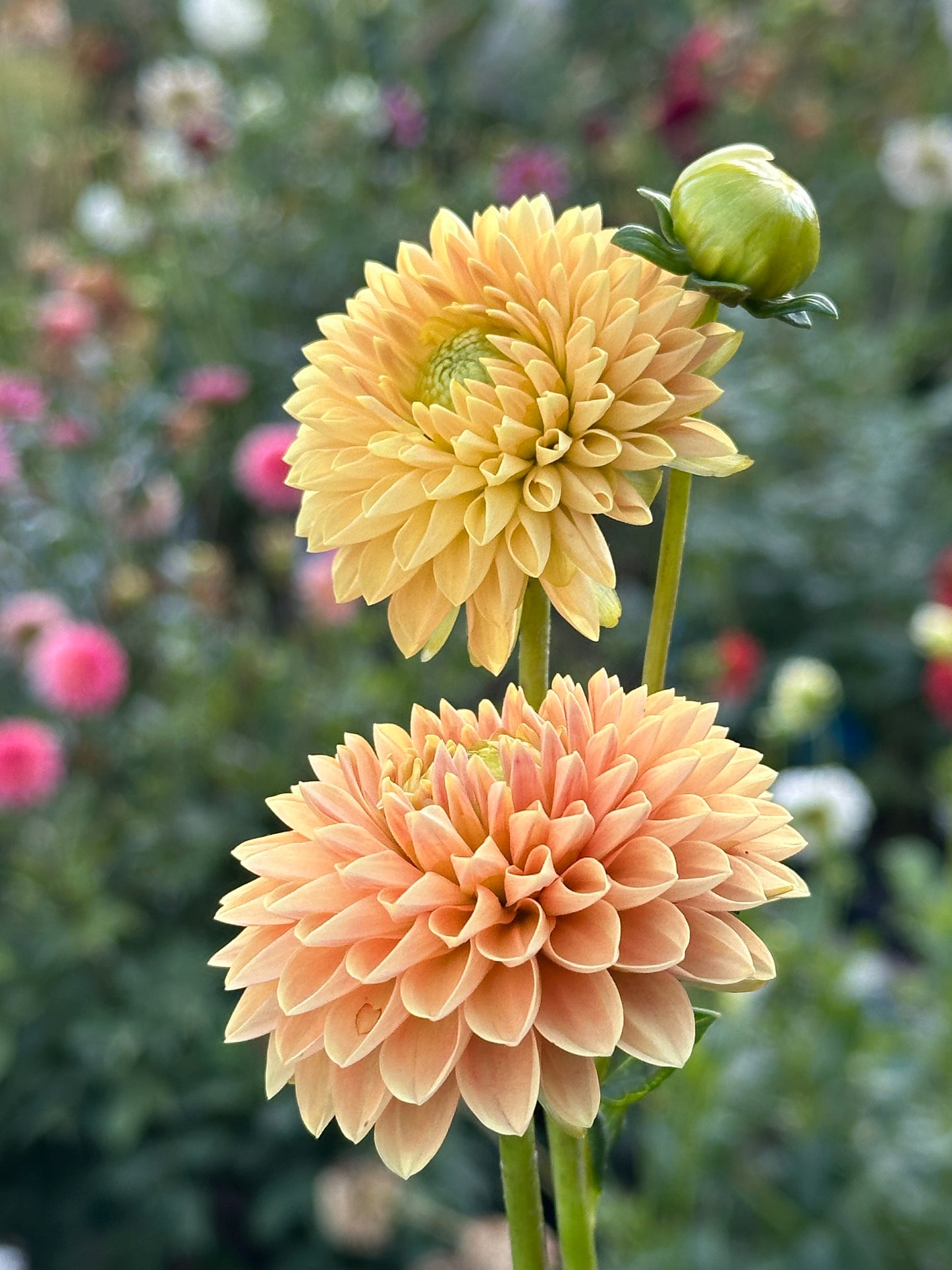Beatrice Dahlia Tuber