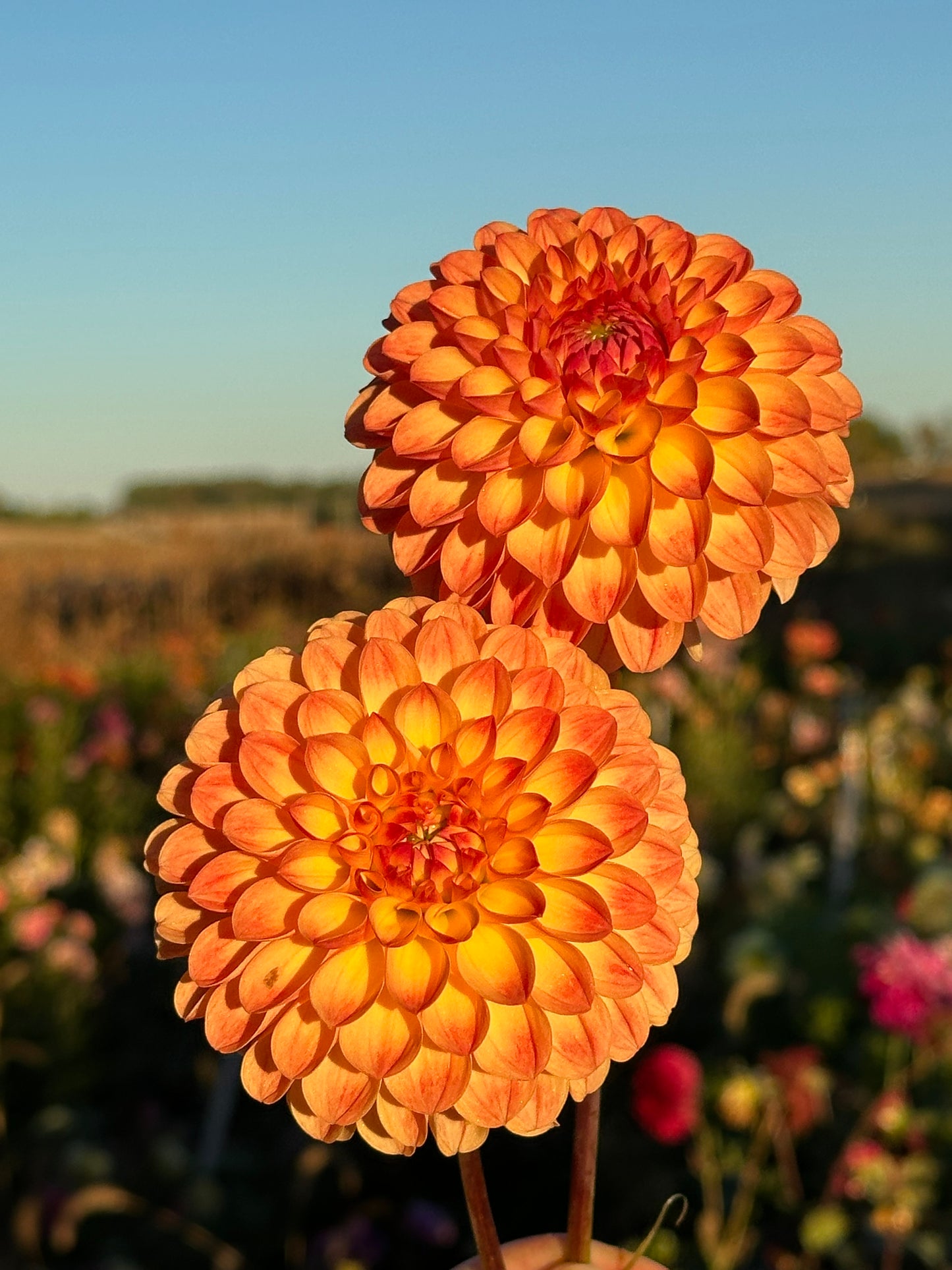 Jowey Chantal Dahlia Tuber
