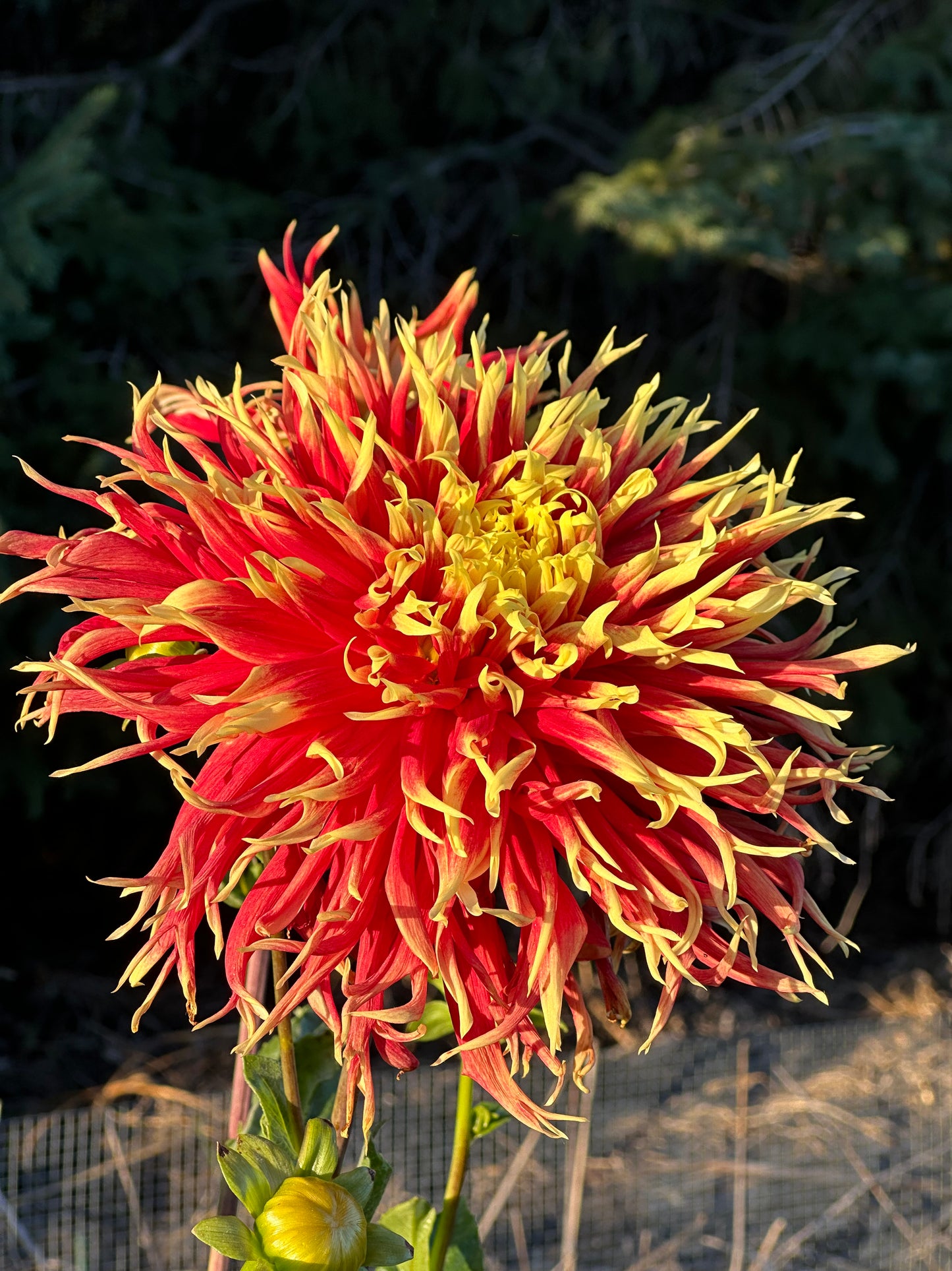 Show N Tell Dahlia Tuber