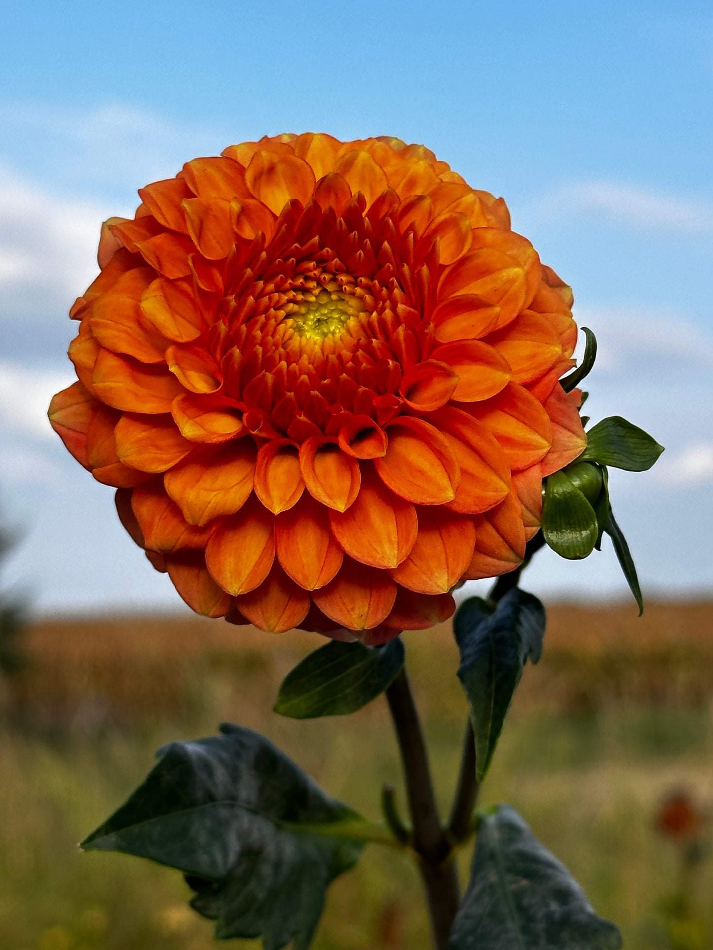 Camano Buz Dahlia Tuber