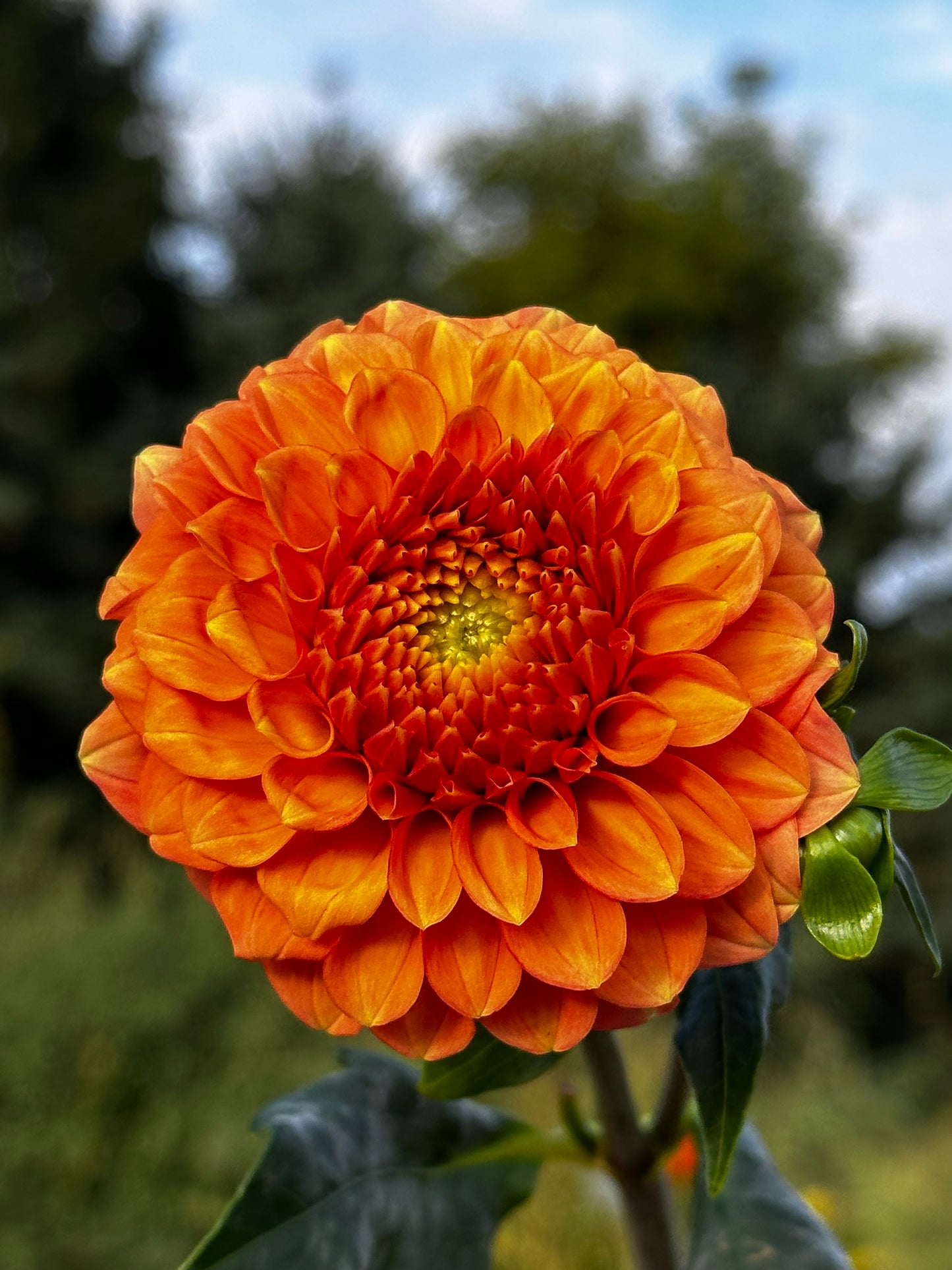 Camano Buz Dahlia Tuber