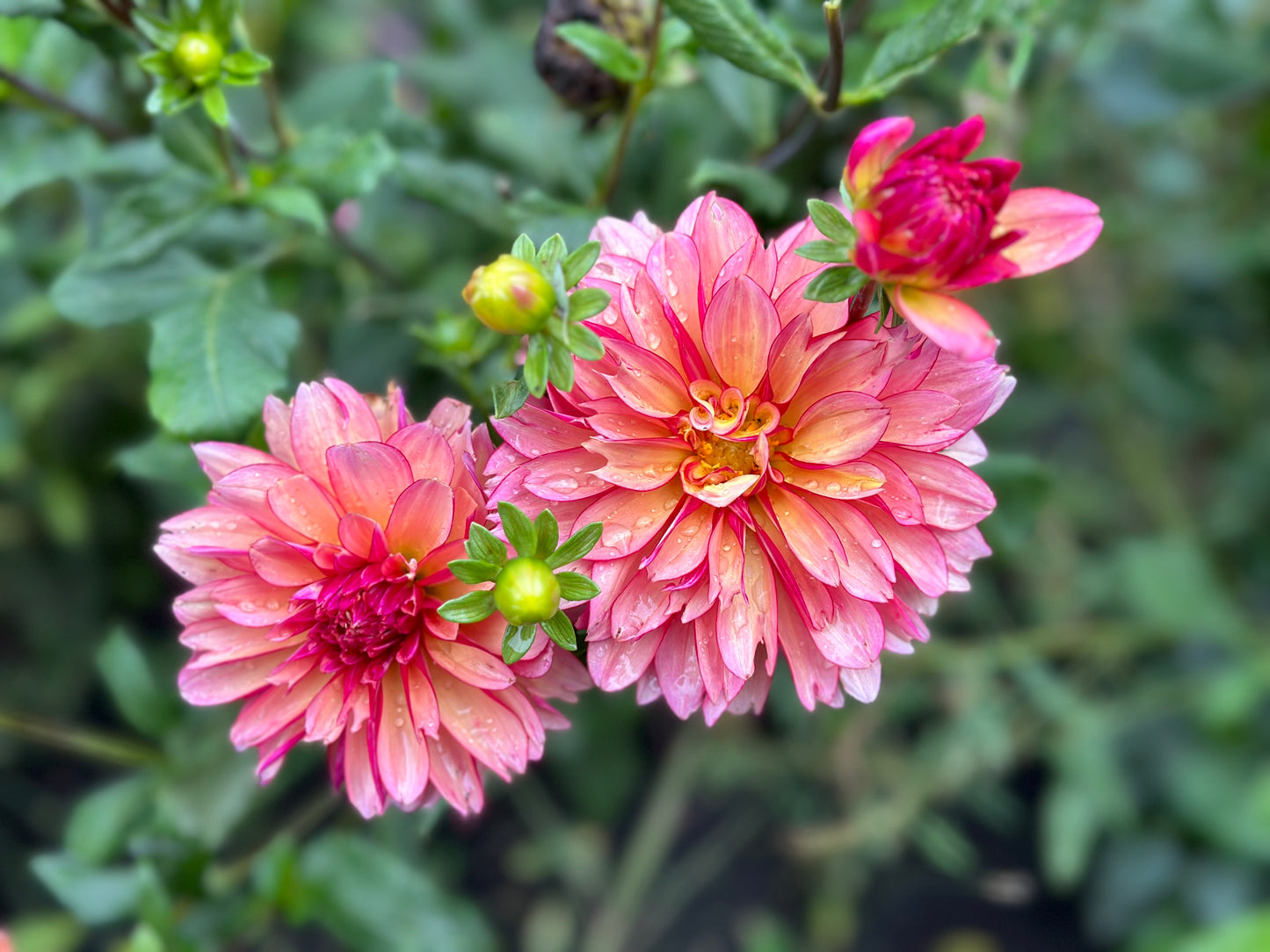 Rawhide Dahlia Tuber