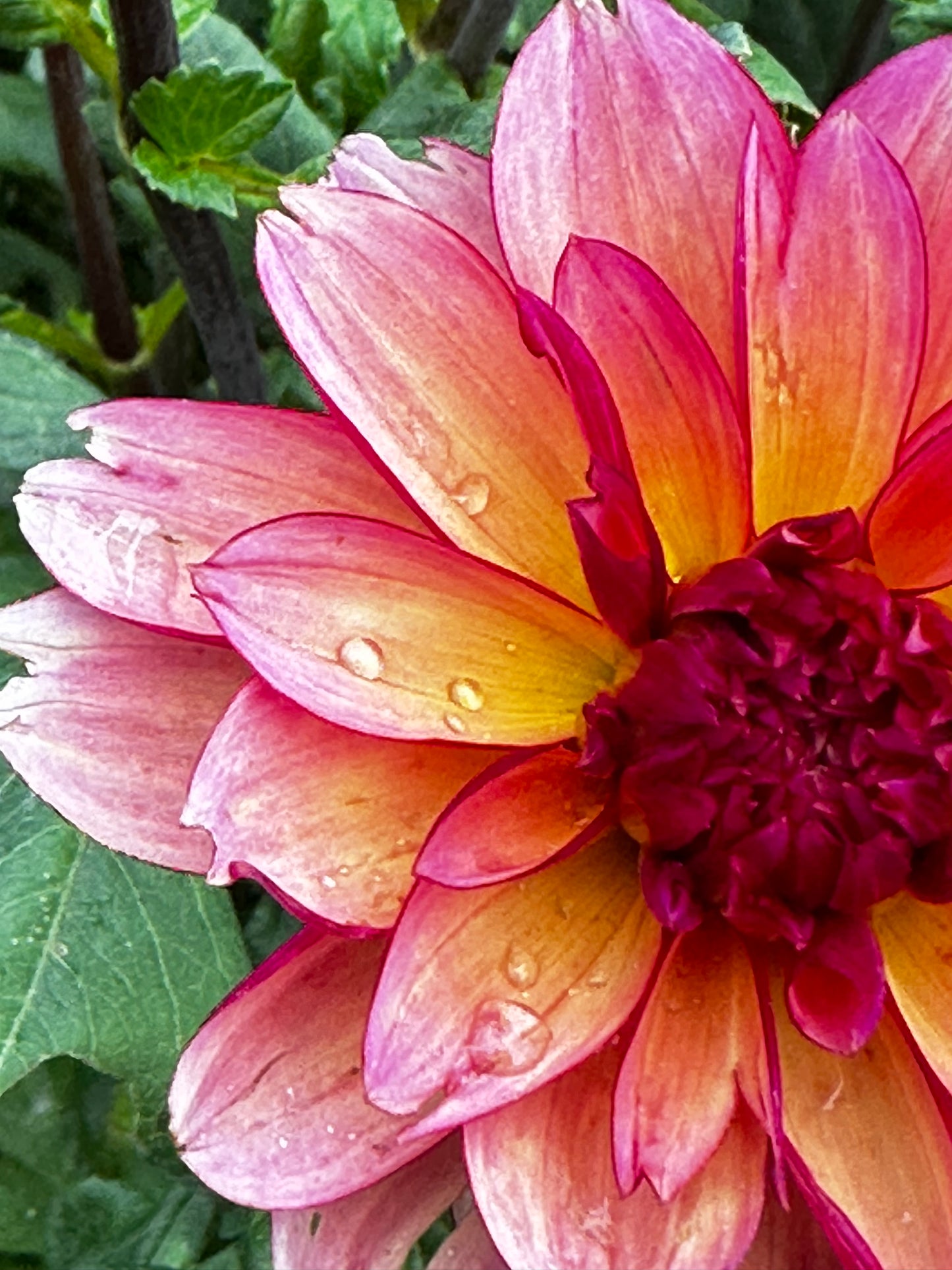 Rawhide Dahlia Tuber