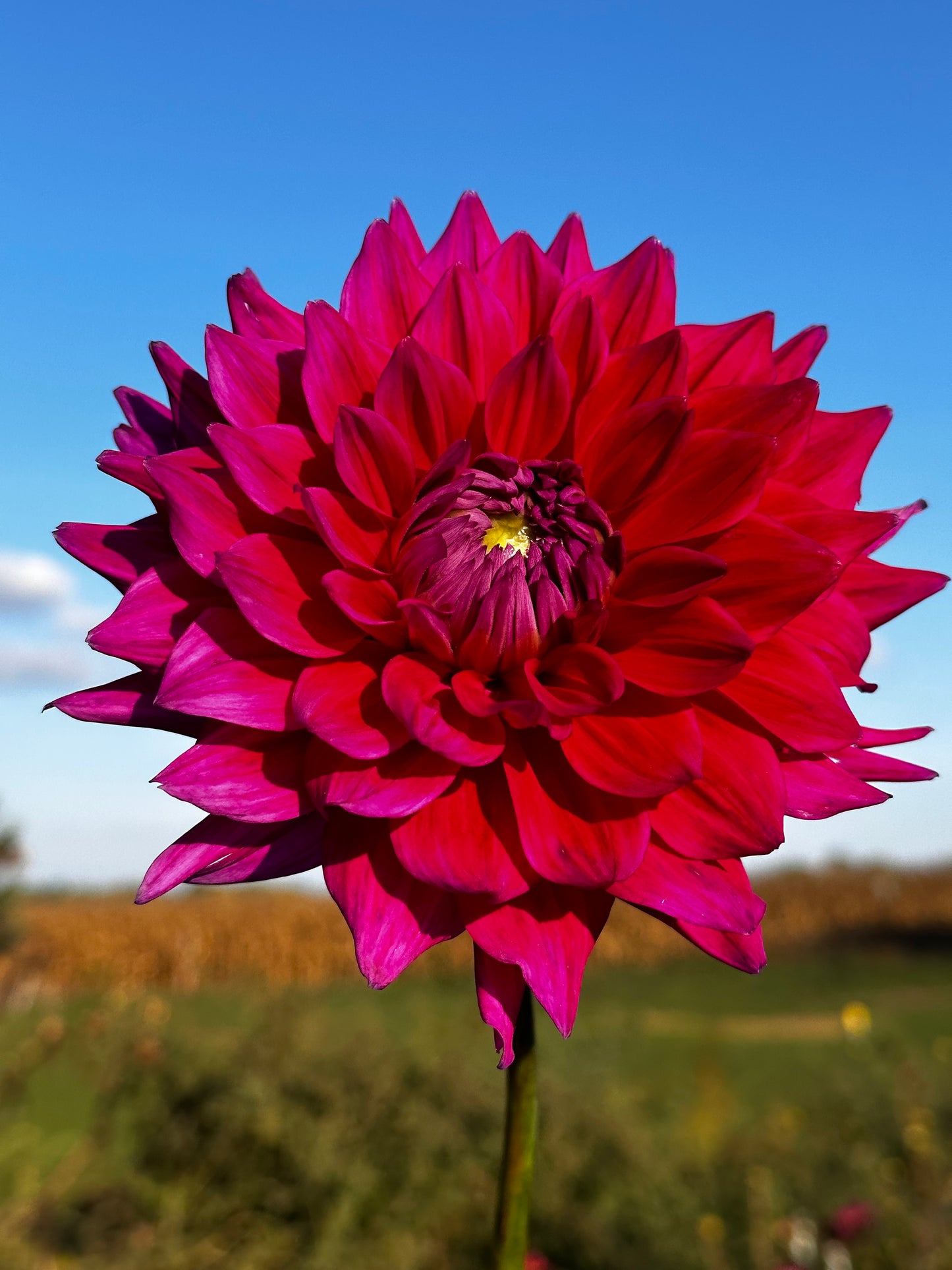 Chloe Janae Dahlia Tuber