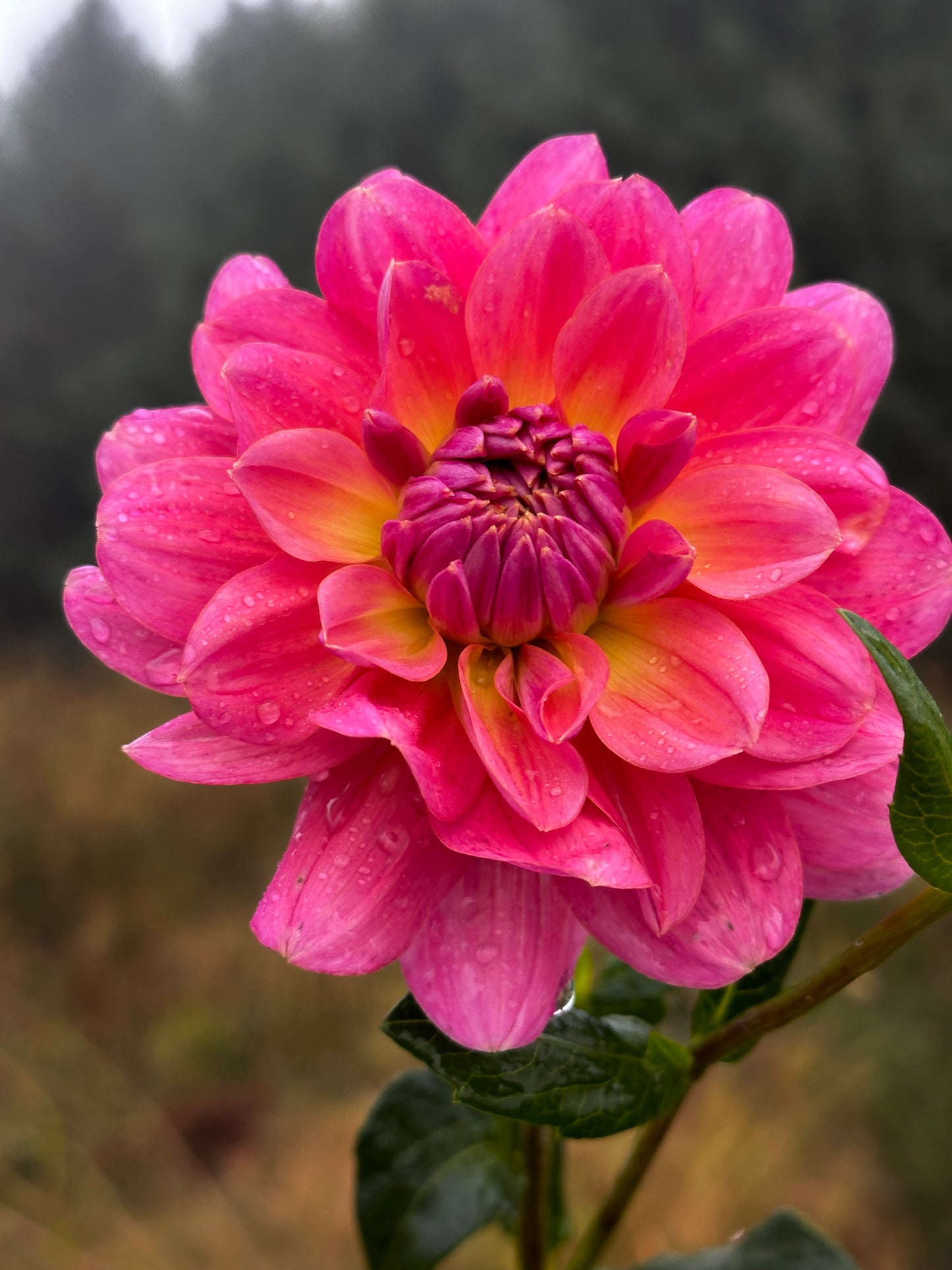 Southern Belle Dahlia Tuber