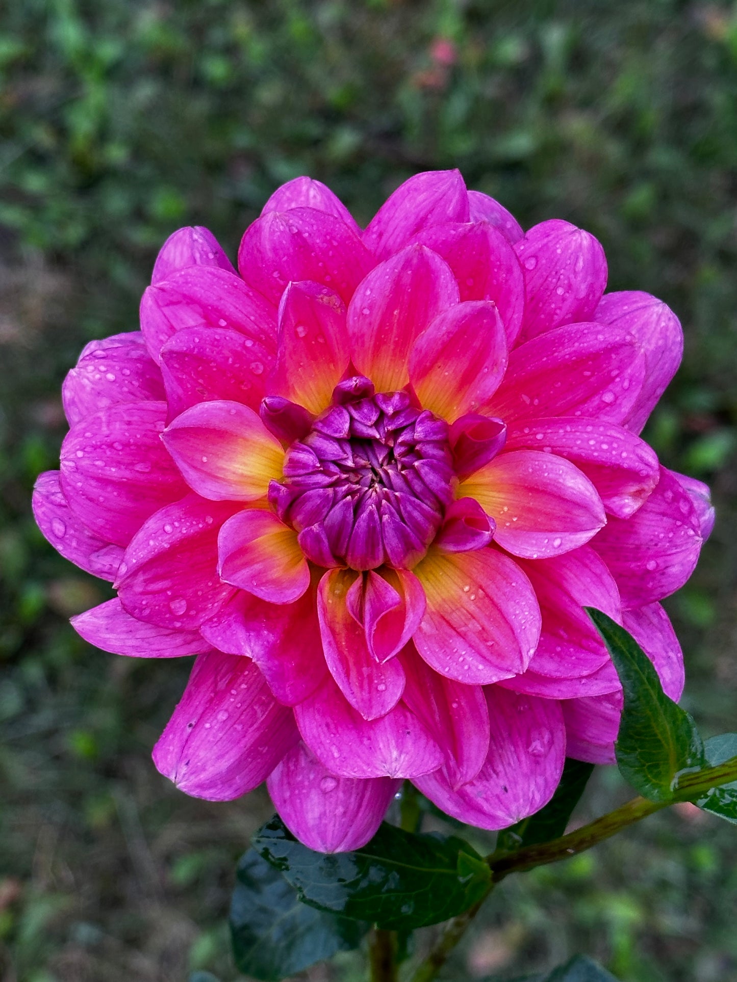 Southern Belle Dahlia Tuber