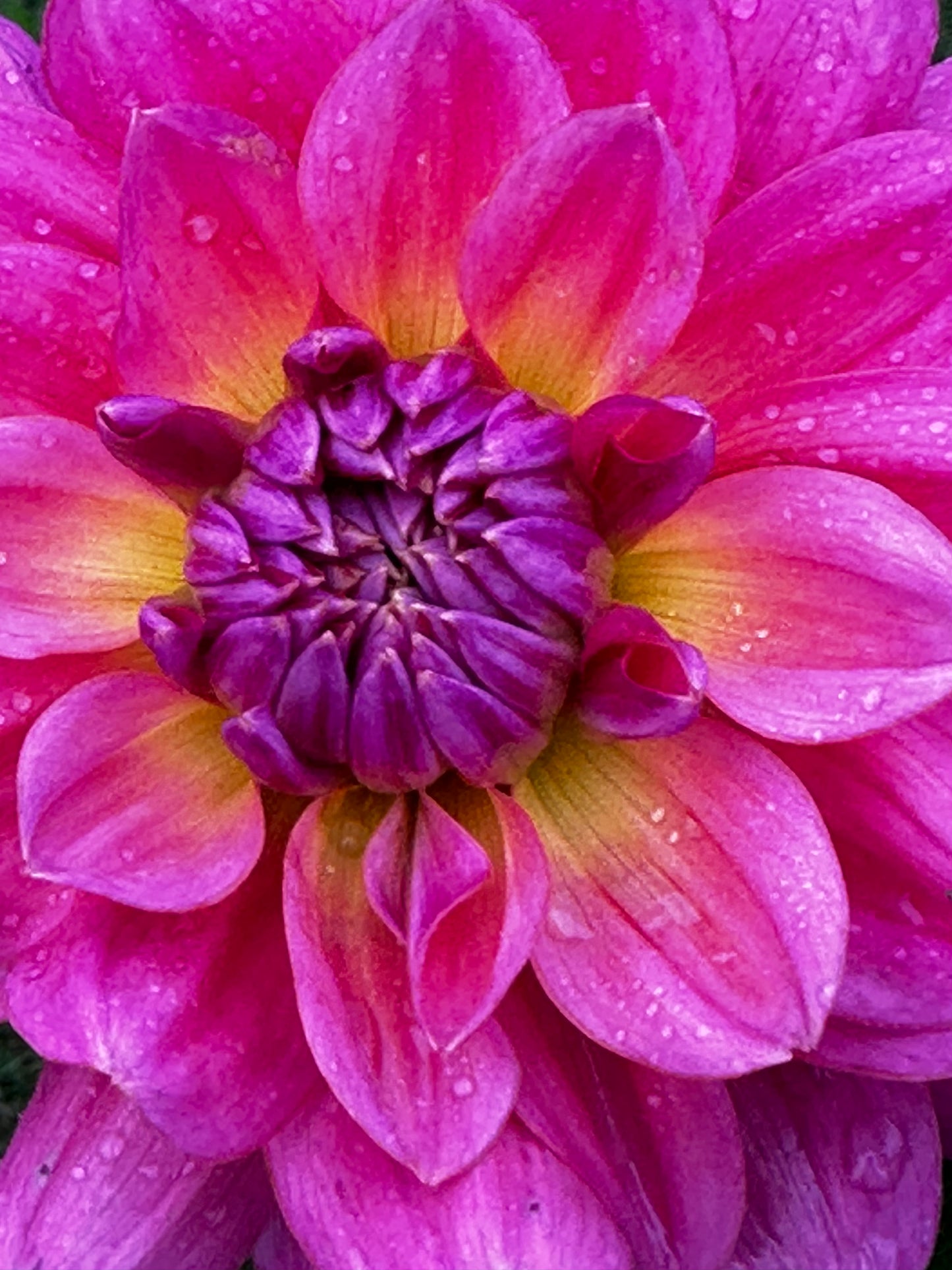 Southern Belle Dahlia Tuber