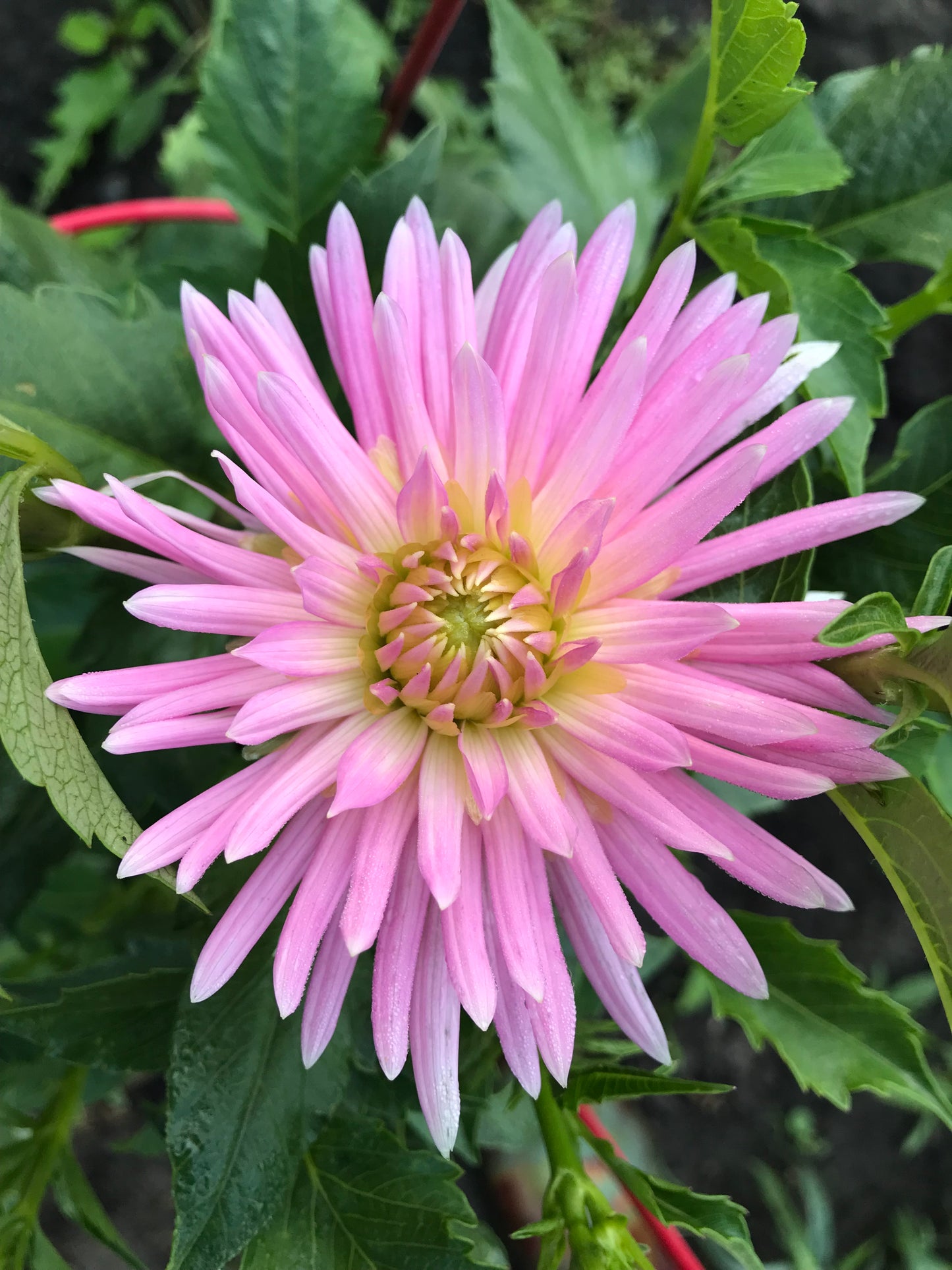 En Pointe Dahlia Tuber