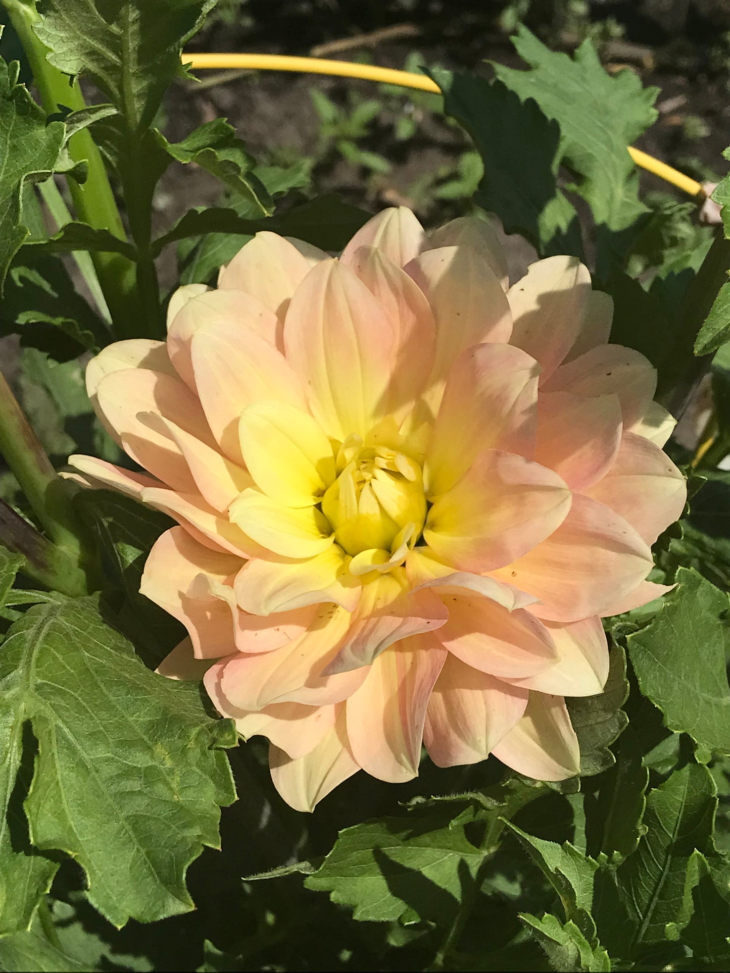 Day Dreamer Dahlia Tuber