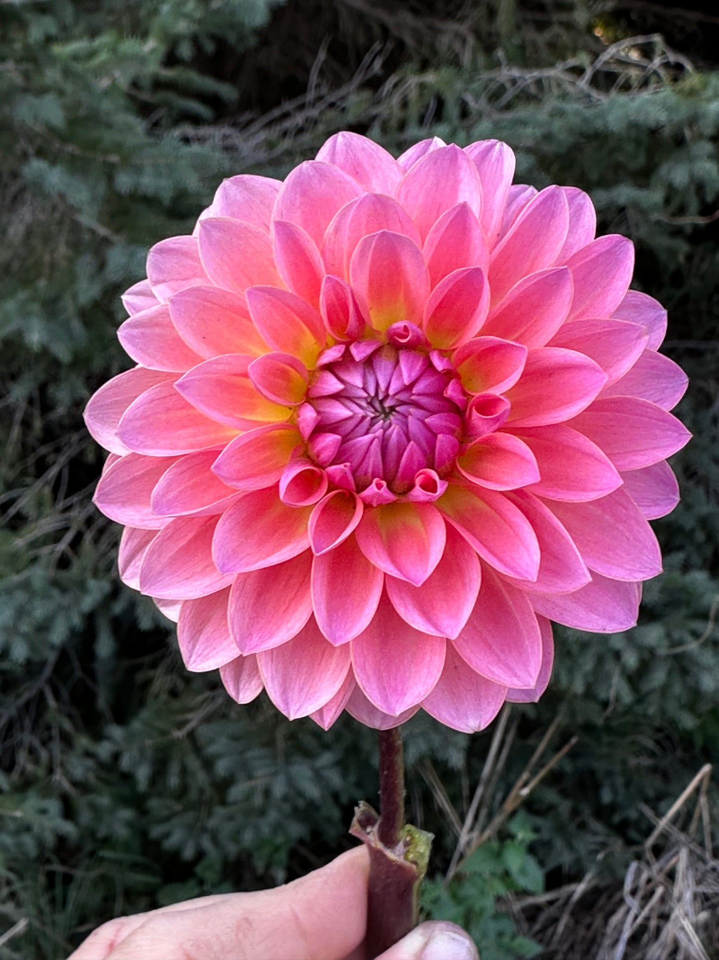 Jitterbug Dahlia Tuber