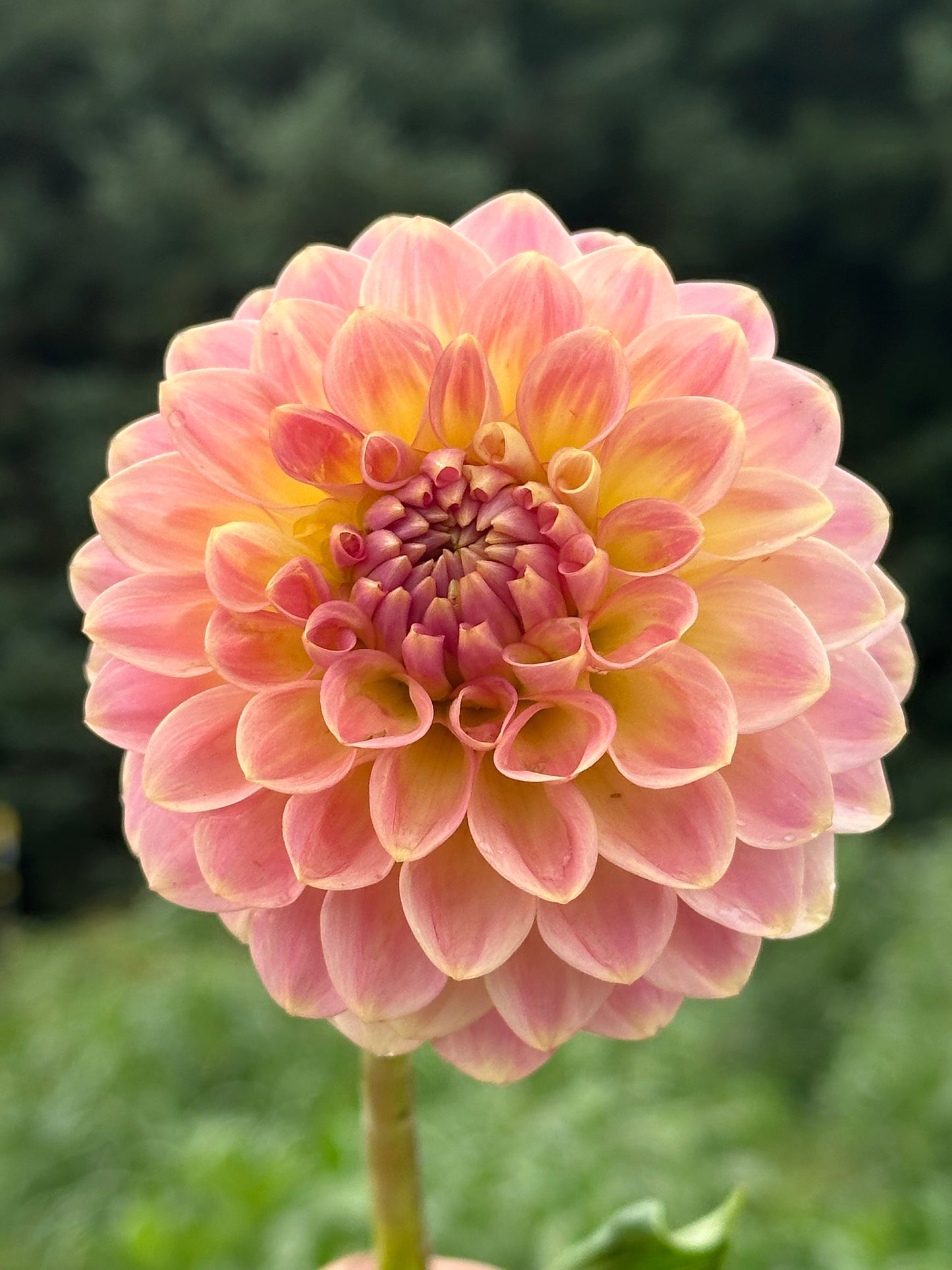20th Ave Softer Peach Dahlia Tuber