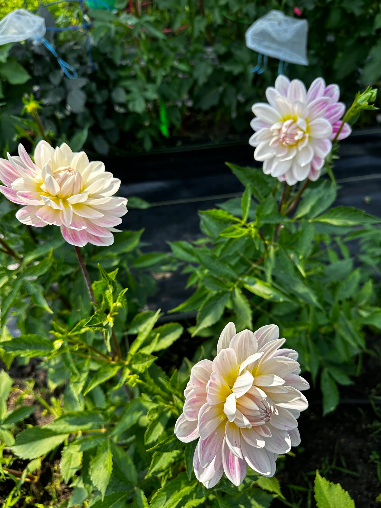 Kelgai Ann Dahlia Tuber