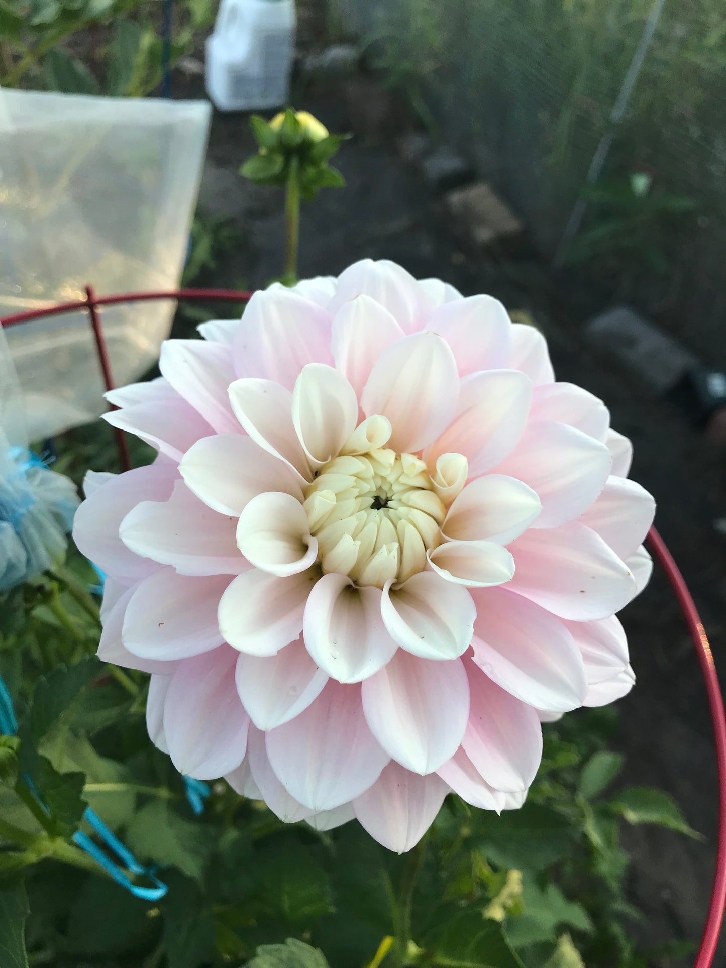 Daddy's Girl Dahlia Tuber